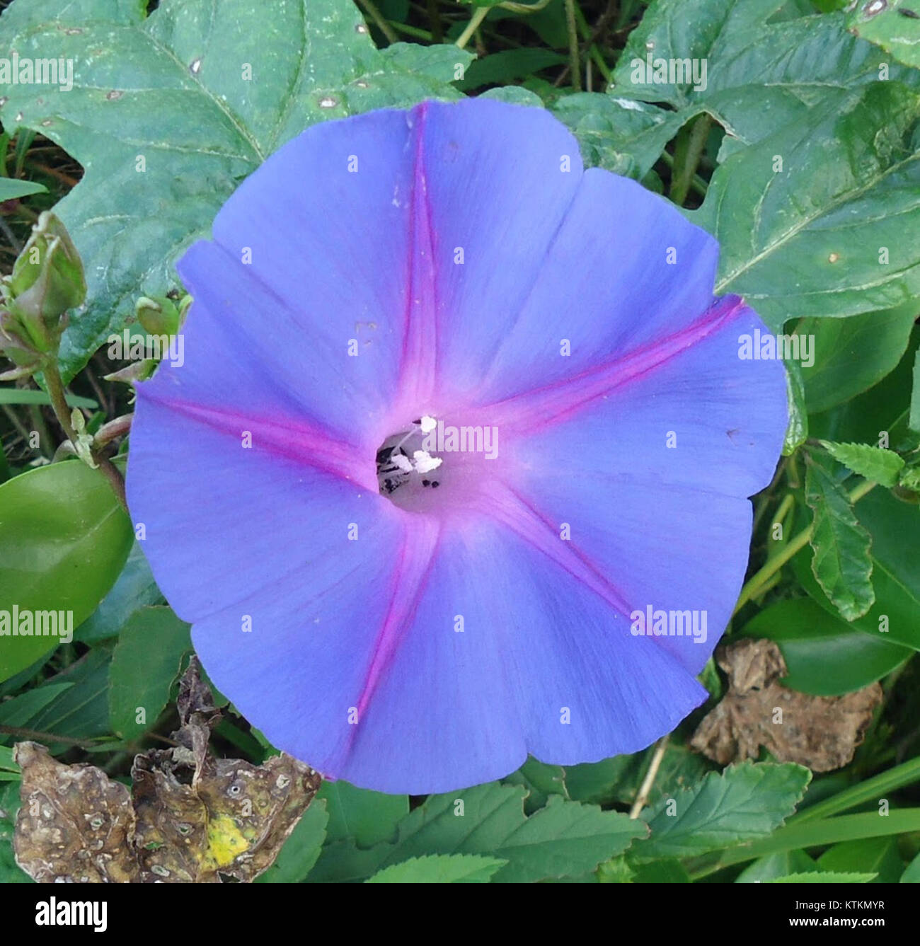 Questa fotografia delle Bermuda mostra un fiore con cinque spine, che illustra la vita vegetale unica del territorio d'oltremare del Regno Unito. Foto Stock