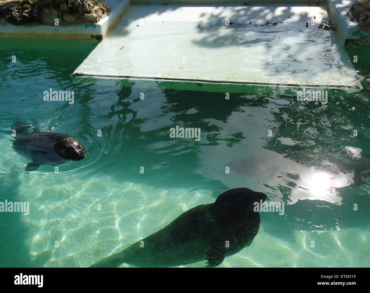 Questa foto cattura i leoni marini in un acquario alle Bermuda, mostrando questi mammiferi marini in un ambiente controllato. I leoni marini sono spesso esposti in mostre educative a causa della loro intelligenza e del loro comportamento giocoso. Foto Stock