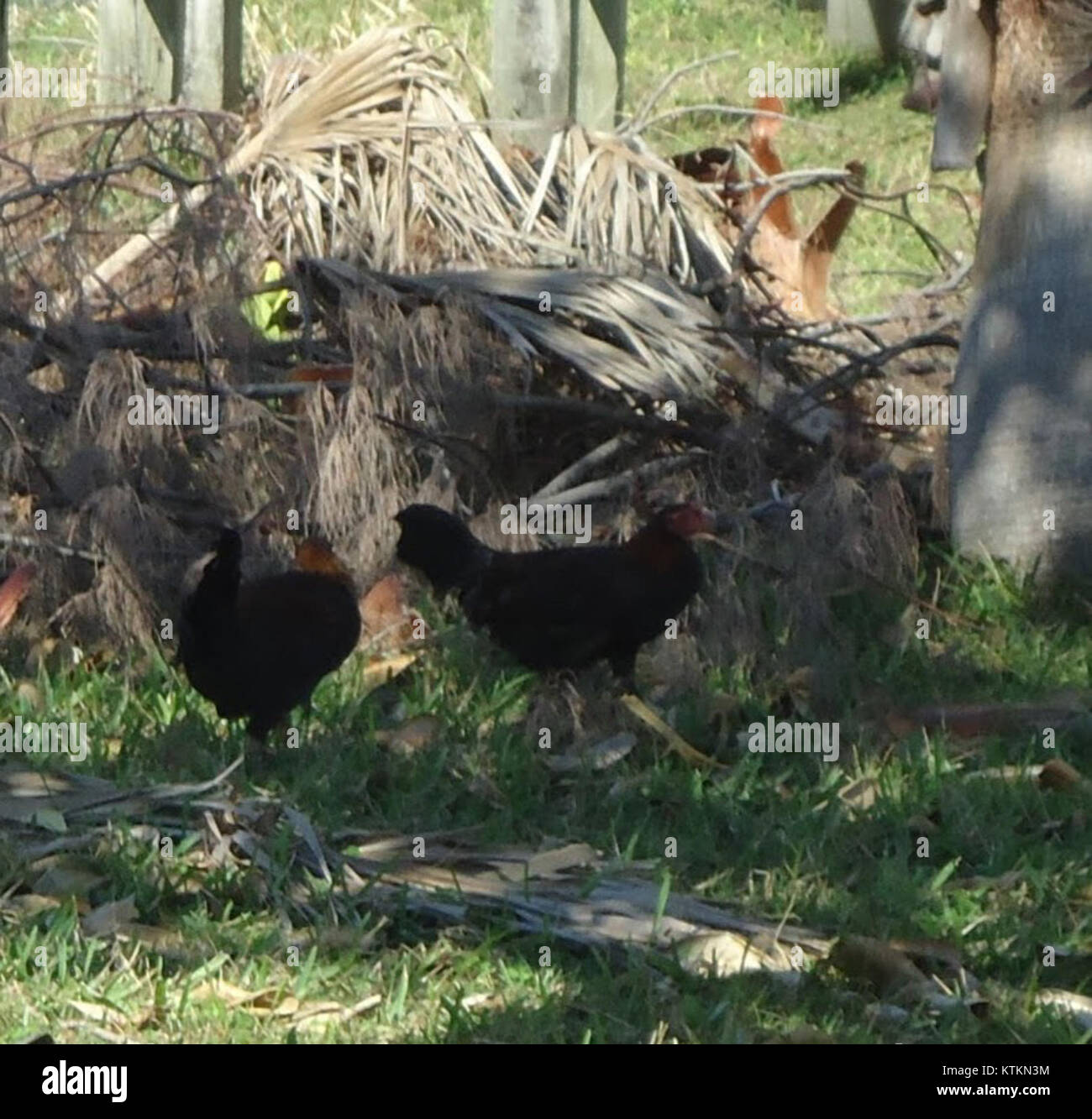 Questa foto delle Bermuda mostra galline selvatiche o galli che vagano per l'isola. Gli uccelli sono parte integrante della fauna selvatica locale, spesso vista in natura come parte dell'ambiente rurale delle Bermuda. Foto Stock