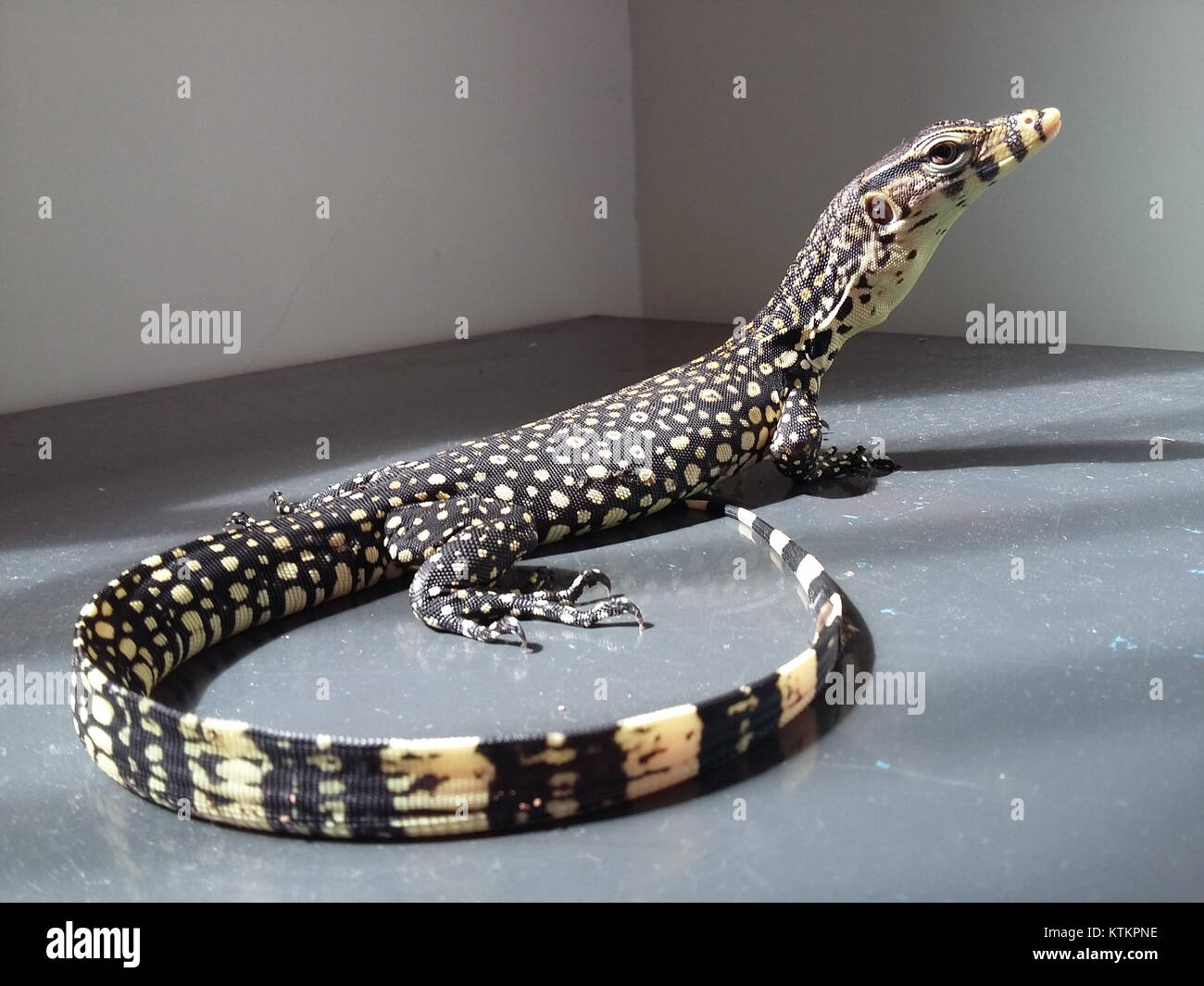 Il Baby Varanus salvator, comunemente noto come il monitor dell'acqua, è un giovane membro della famiglia Varanidae, riconosciuto per la sua lunga coda e gli artigli affilati. È un rettile carnivoro che si trova nel sud-est asiatico. Foto Stock