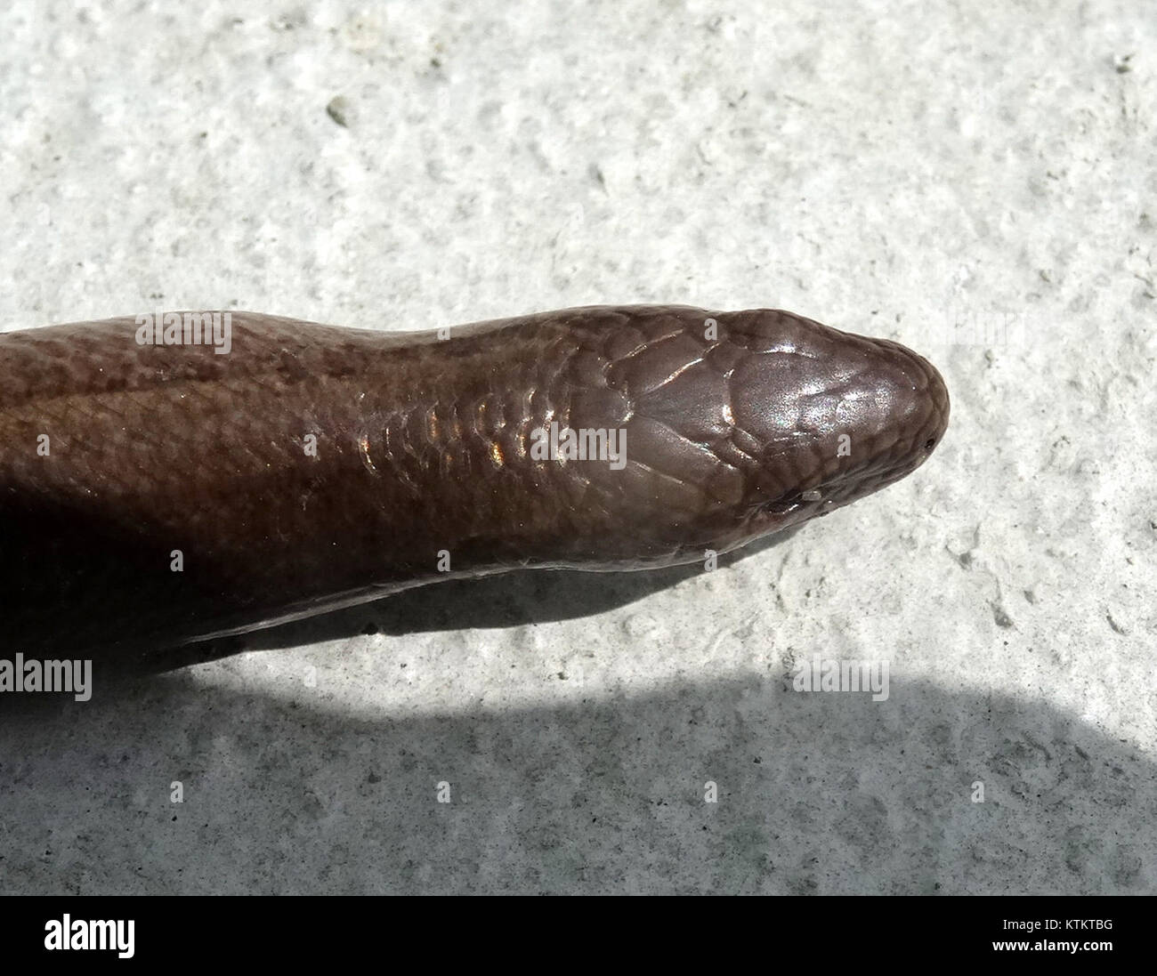 Questa immagine mostra la testa di un "BDG padalec", probabilmente un termine polacco per un tipo specifico di persona o carattere. L'anno 2017 suggerisce che potrebbe riferirsi a un evento culturale, storico o moderno o figura dalla Polonia. Foto Stock