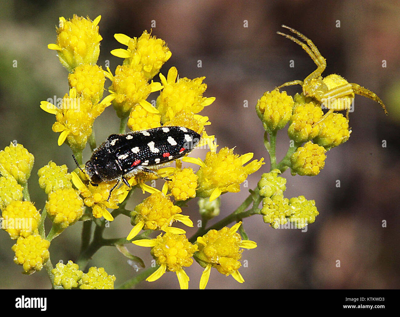 BEETLE (Acmaeodera gibbula) (9 2 10) patagonia hills, SCC, AZ 01 (4952922724) Foto Stock