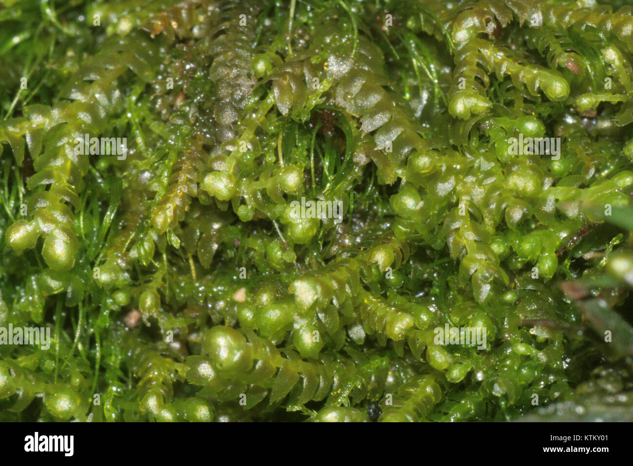 La Bazzania flaccida è una specie di erba livrea, una pianta non vascolare. Questo esemplare è noto per il suo aspetto distinto e il suo ruolo negli studi botanici di muschi e verververwort. Foto Stock