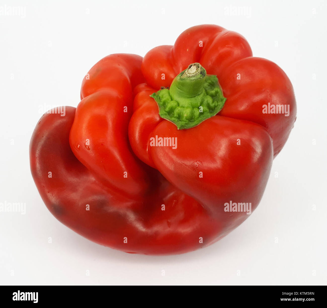 Peperone rosso piegato del 2017, con una forma unica e curva, spesso derivante da fattori ambientali quali vento o condizioni di crescita, una variazione nella morfologia vegetale. Foto Stock