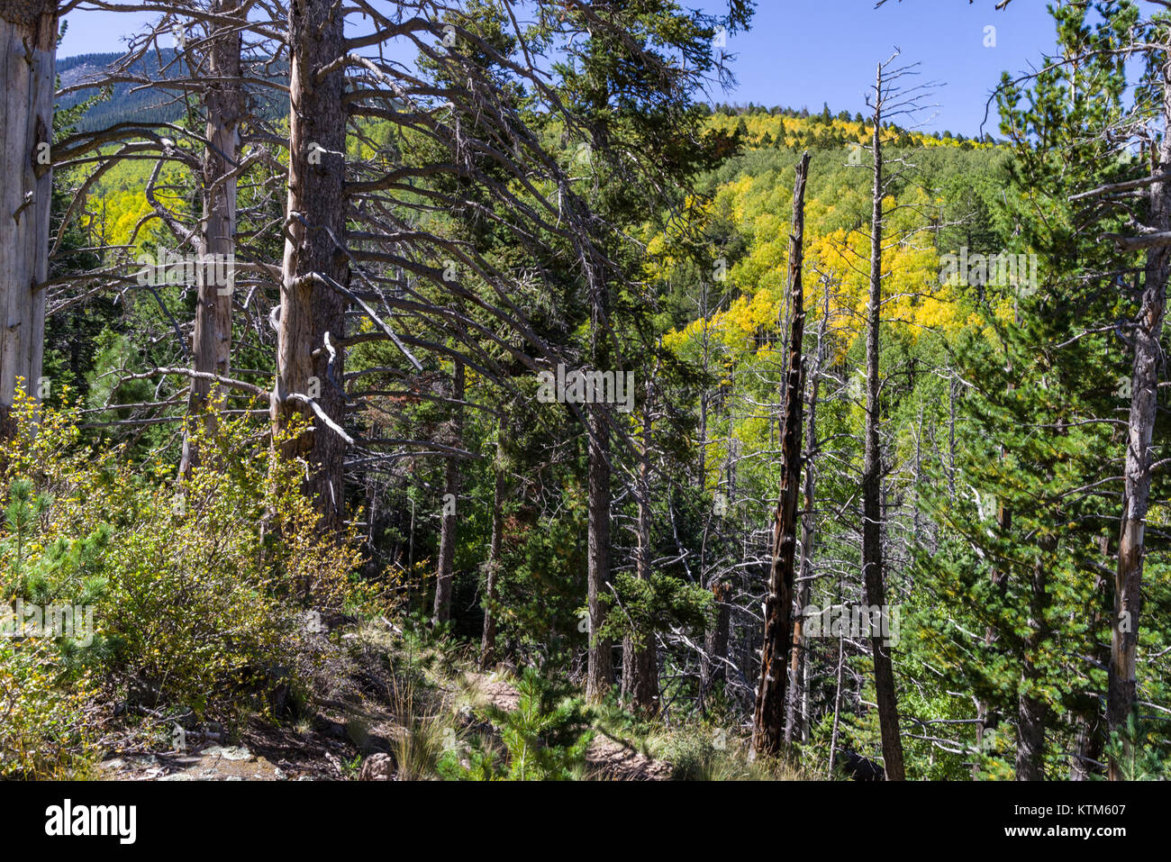 Portare la ganascia Trail Orso Abineau ganascia (loop) 37310706901 Foto Stock