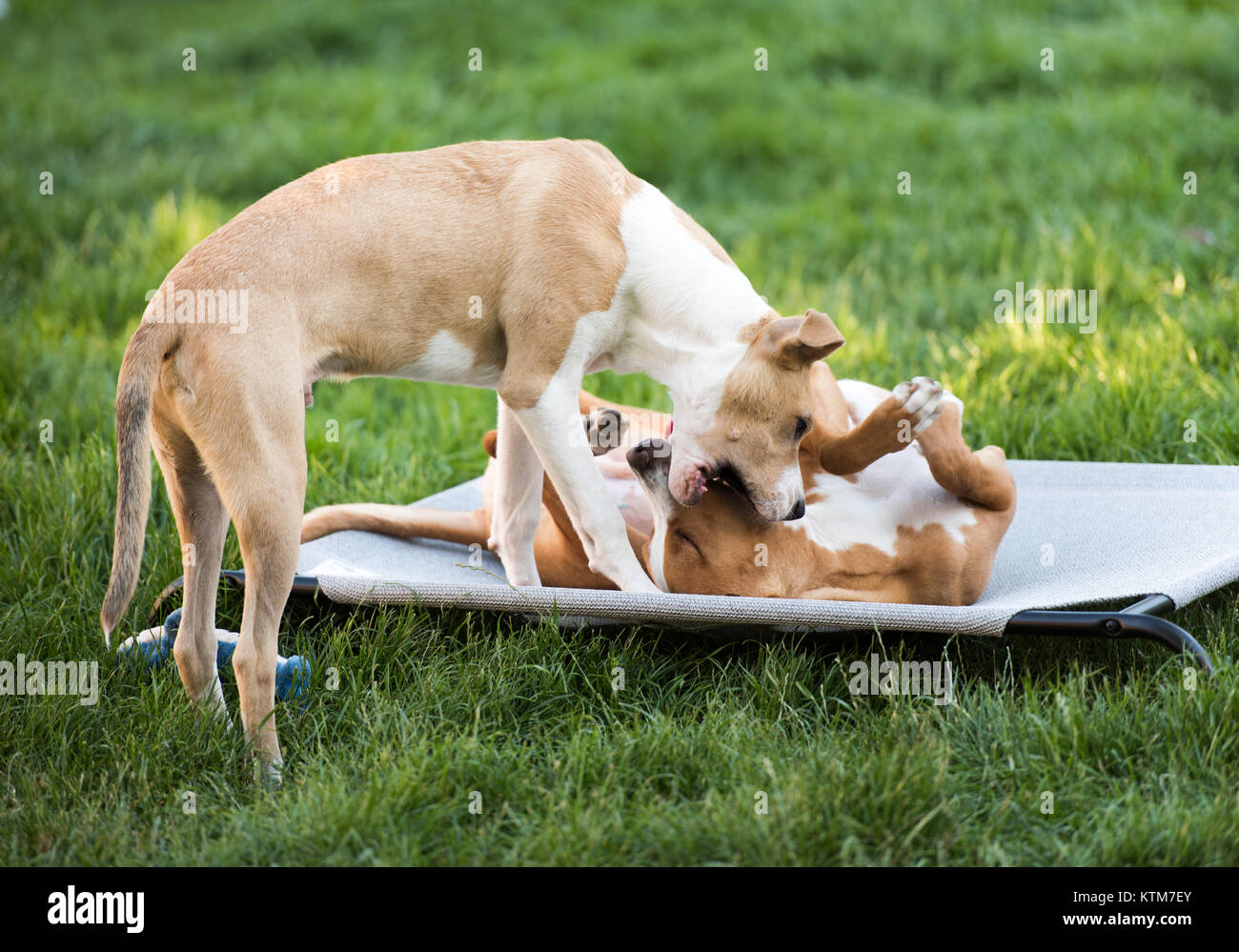 Due giovani Cani giocando su Outdoor del cane Foto Stock