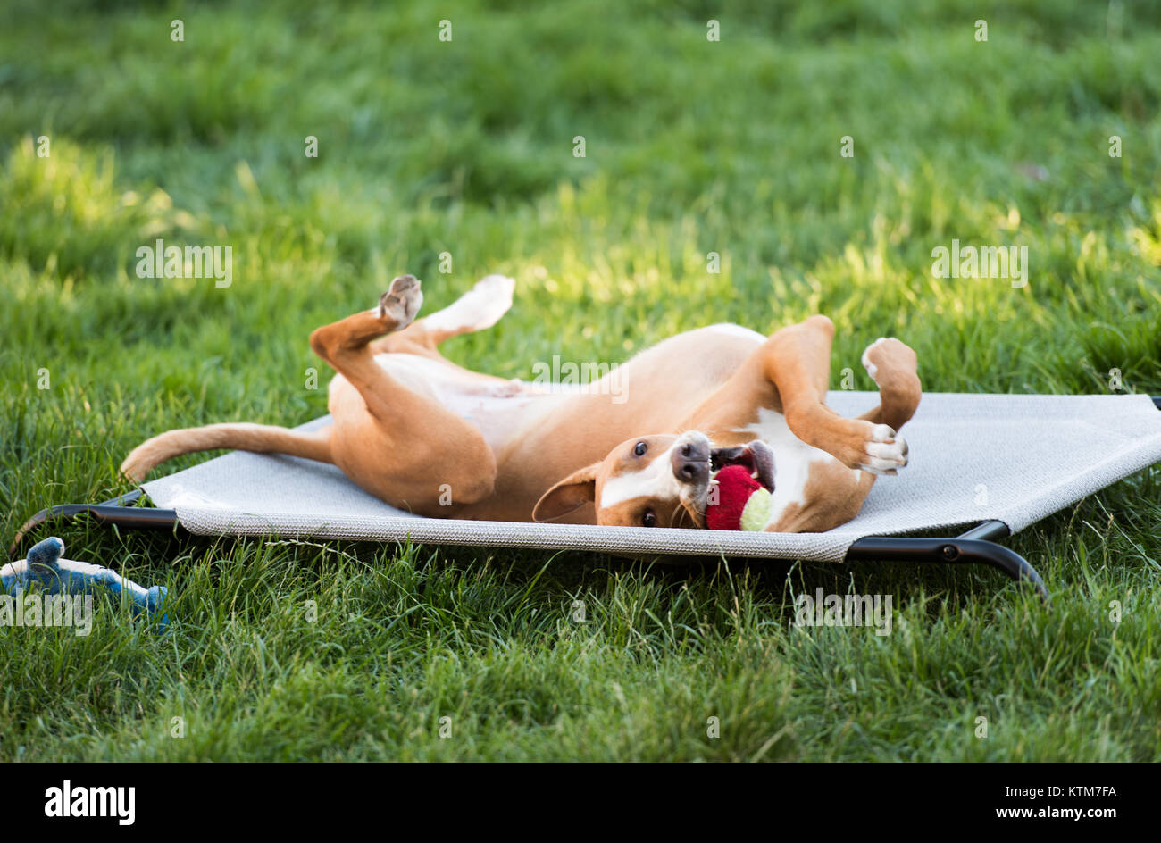 Giovane cane relax su mobili da esterno con sfera Foto Stock