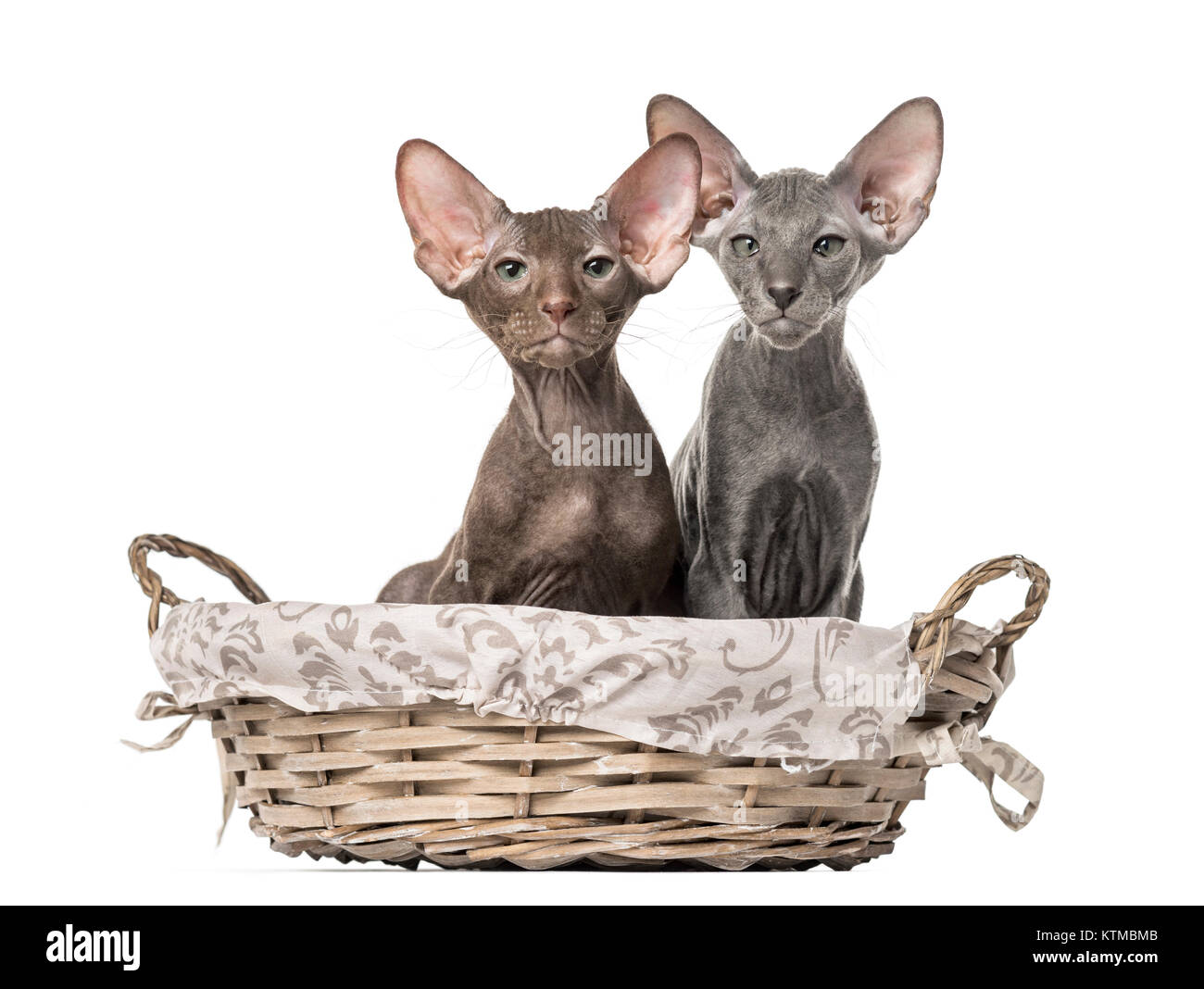 Due gattini peterbald seduto in un cesto di vimini Foto Stock