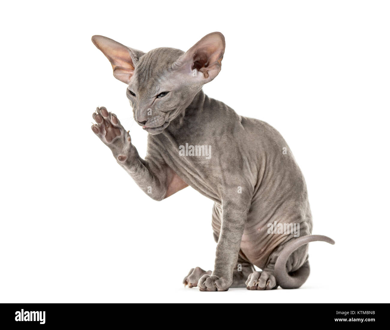 Vista laterale di un giovane gatto peterbald alta fiving in un divertente, posizione seduta, isolato su bianco Foto Stock