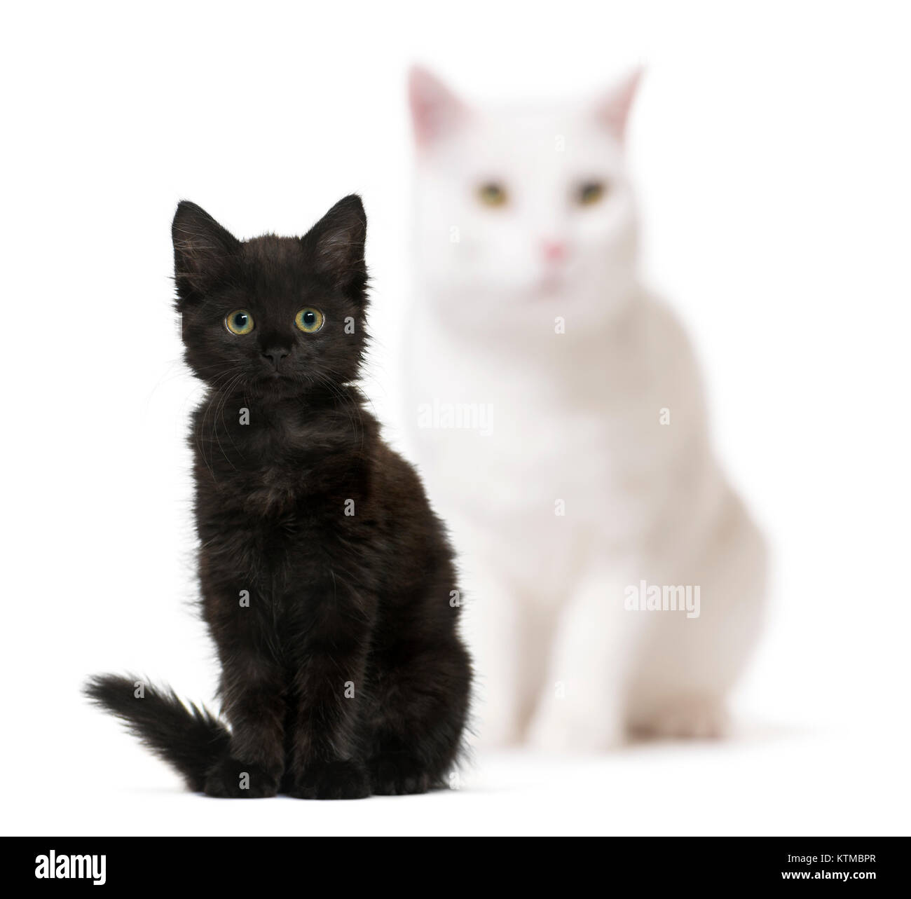 Gatto nero gattino e un gatto bianco sfocata in background, seduta, isolato su bianco Foto Stock