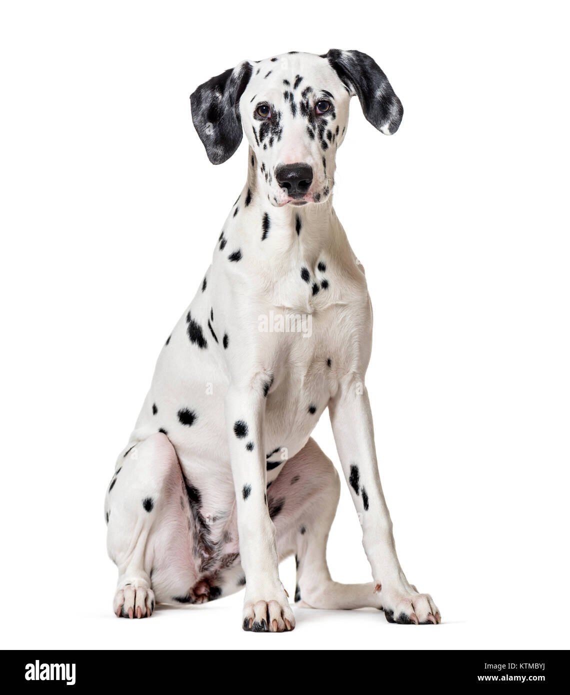 Cane dalmata, seduti, guardando la telecamera, isolato su bianco Foto Stock
