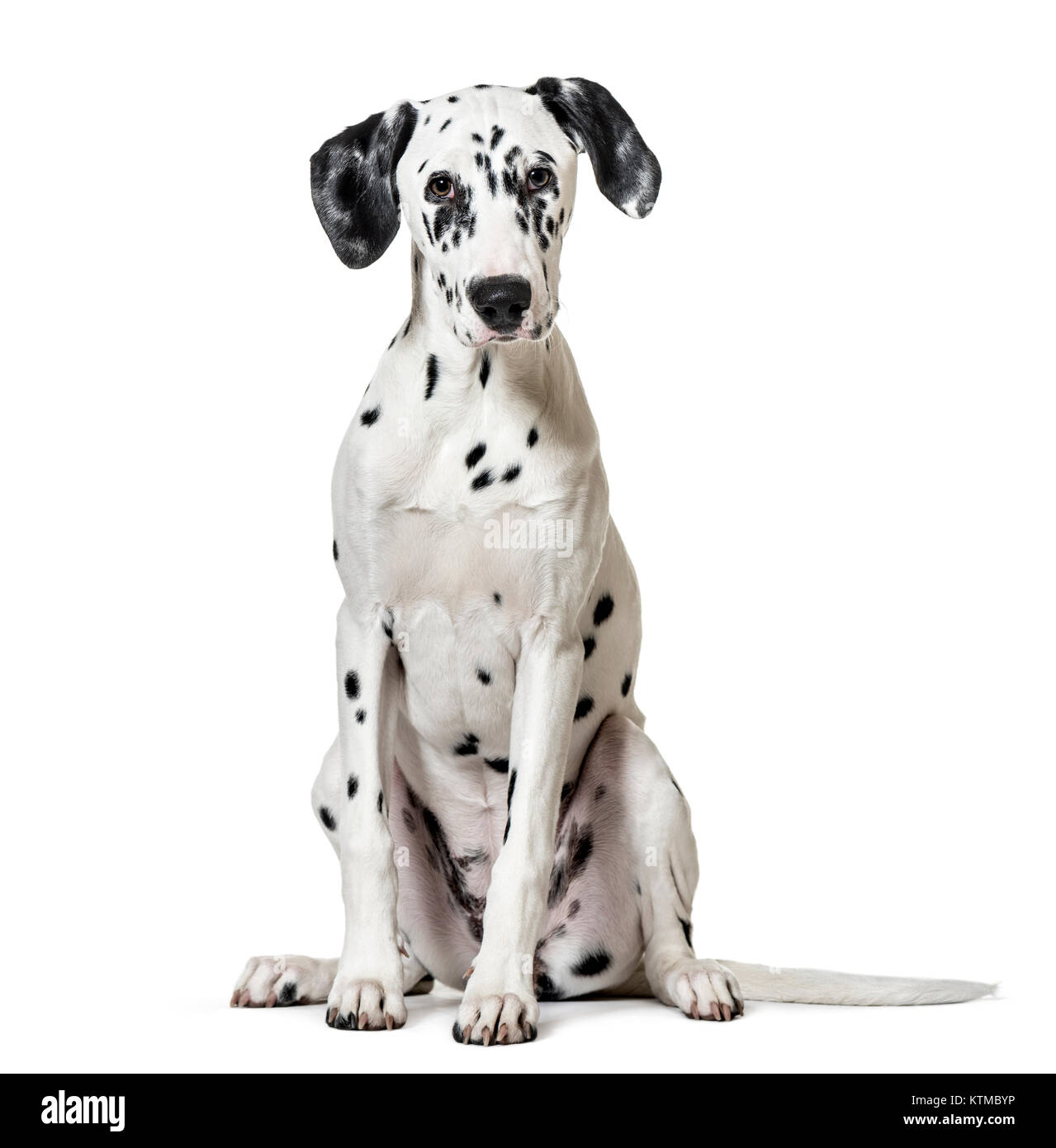 Cane dalmata, seduti, guardando la telecamera, isolato su bianco Foto Stock