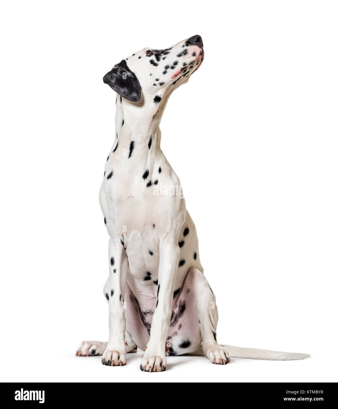 Cane dalmata, seduti, guardando la telecamera, isolato su bianco Foto Stock