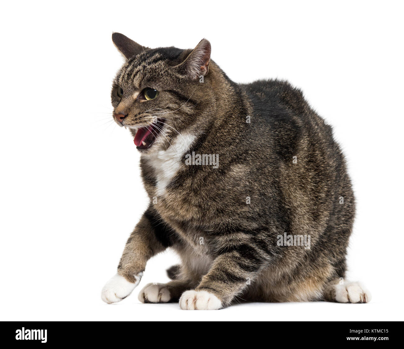 Mixed-razza gatto con bocca aperta, isolato su bianco Foto Stock