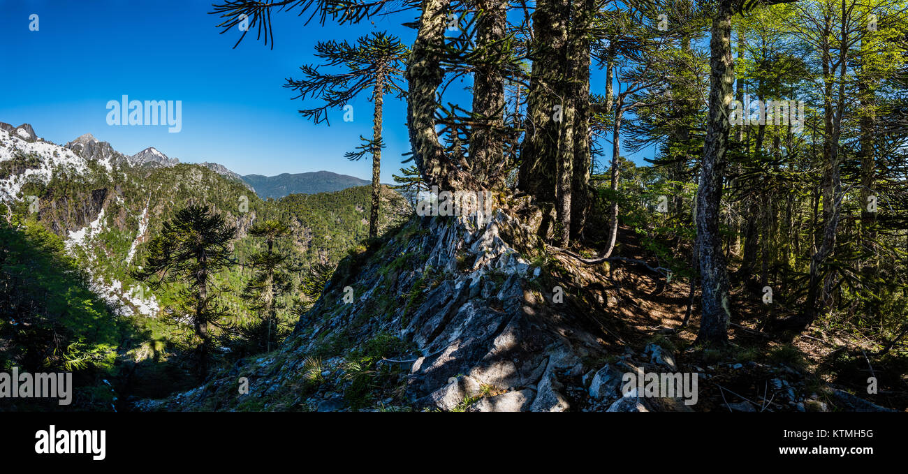 Sendero Quinchol, Huerquehue National Park, ai piedi delle Ande Valdivian foreste pluviali temperate, regione Araucania, Cile, Patagonia. Foto Stock