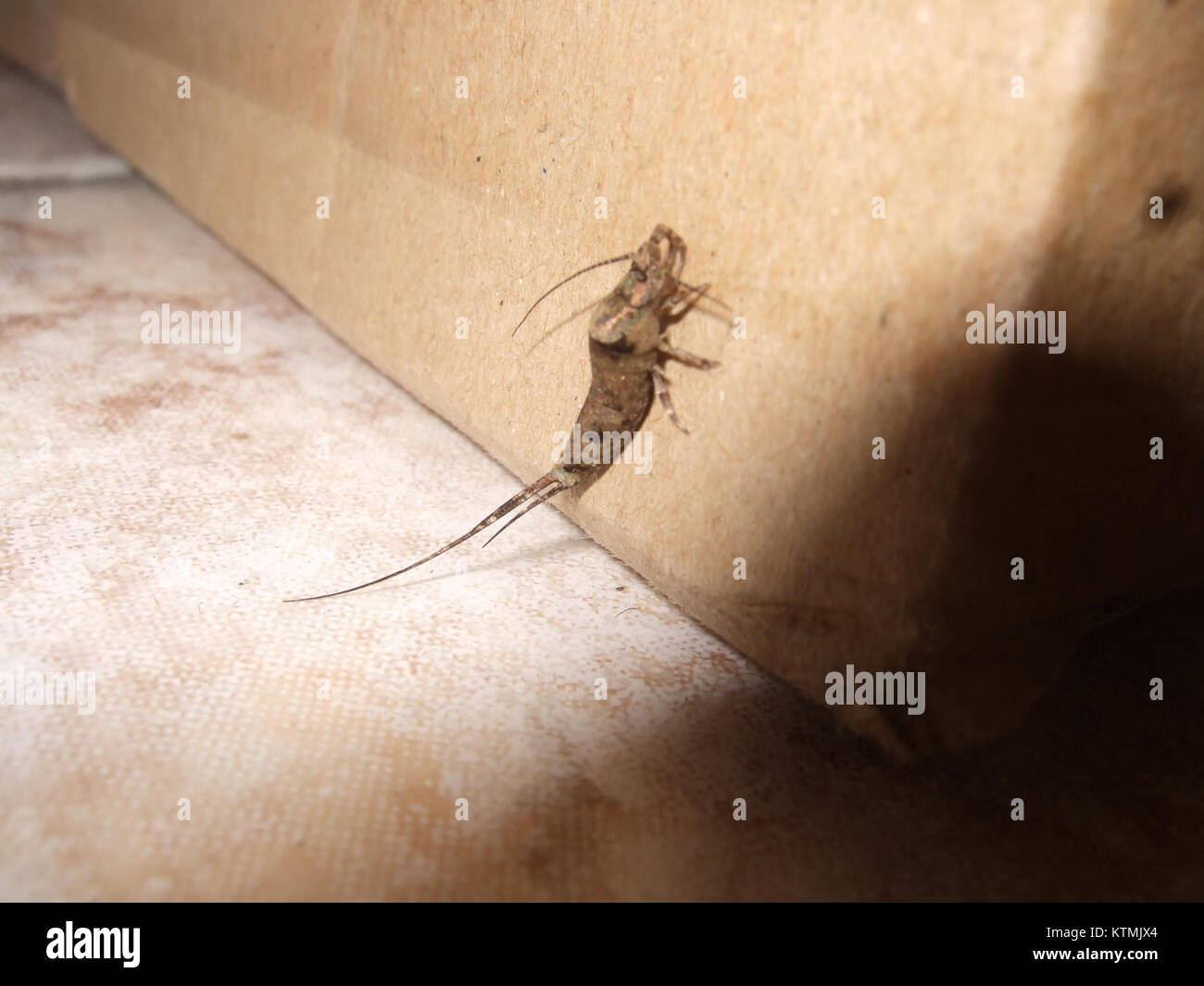 Betenocturne5 è un'opera d'arte o un progetto che probabilmente combina elementi di arte visiva, musica o media digitali. Riflette un approccio contemporaneo o astratto all'espressione artistica. Foto Stock