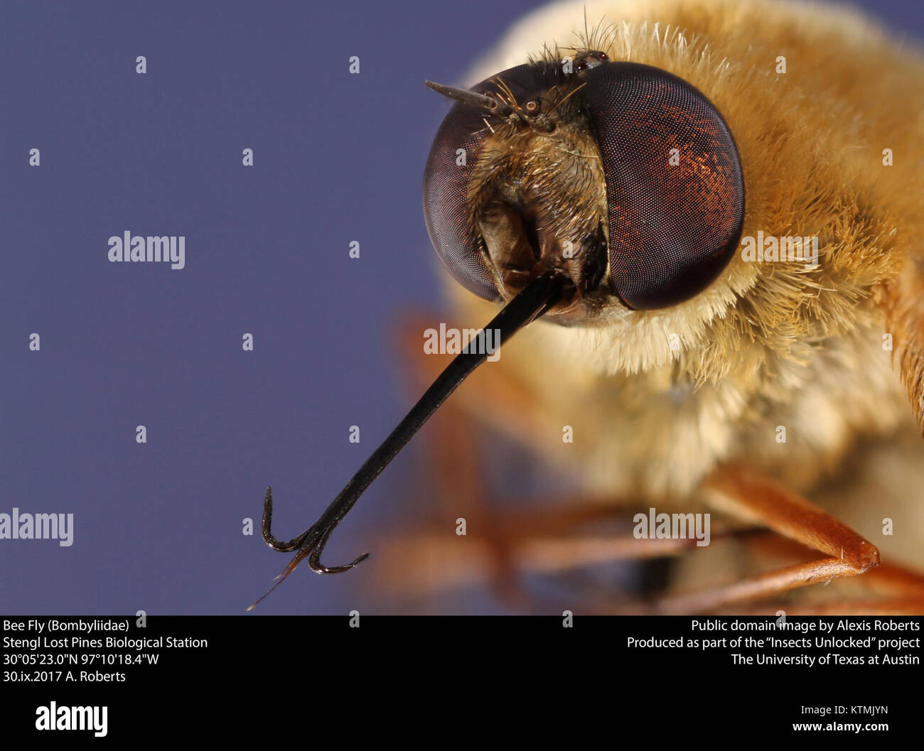 La mosca delle api (Bombyliidae) è una specie di mosca parassita nota per la sua somiglianza con le api e il suo ruolo nell'impollinazione e nel parassitismo in vari ecosistemi. Foto Stock