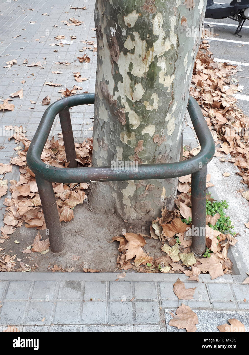 Fotografia di una guardia del tronco di alberi a Barcellona, scattata nel 2017, progettata per proteggere gli alberi dai danni urbani e migliorare il paesaggio urbano. Foto Stock