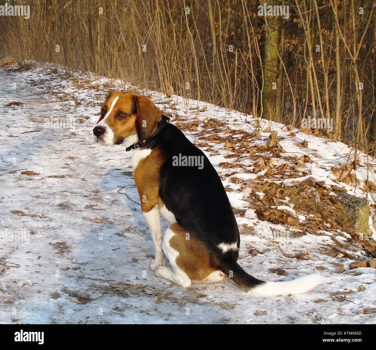 Beagle Harrier Foto Stock