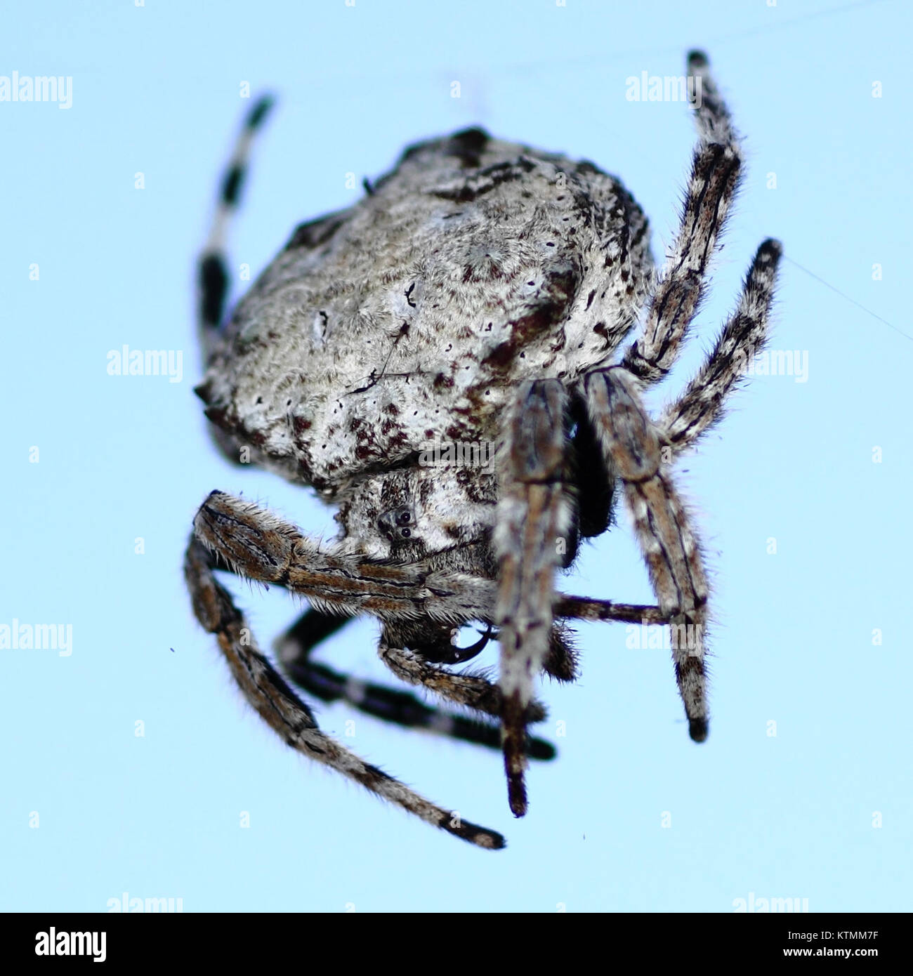 Una fotografia di un Bark Spider del 2011, che mostra le sue caratteristiche uniche, tra cui il suo camuffamento e il suo ruolo nell'ecosistema come predatore. Foto Stock