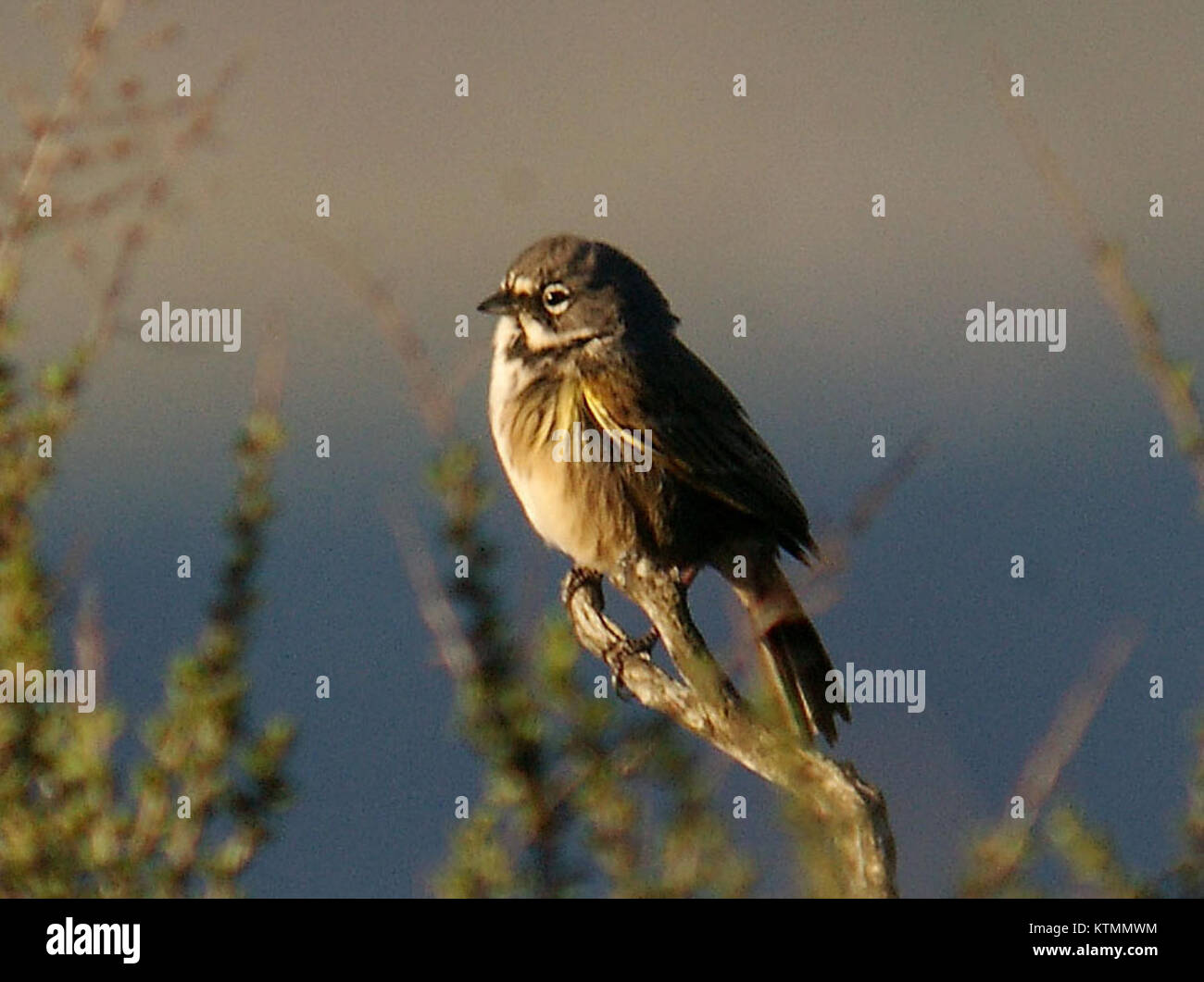 BELL'S SPARROW (Belli) 2 10 06 cuesta ridge, a circa 9 miglia da Pacific nella gamma costiere, slo co, ca (1d) (1559788364) Foto Stock