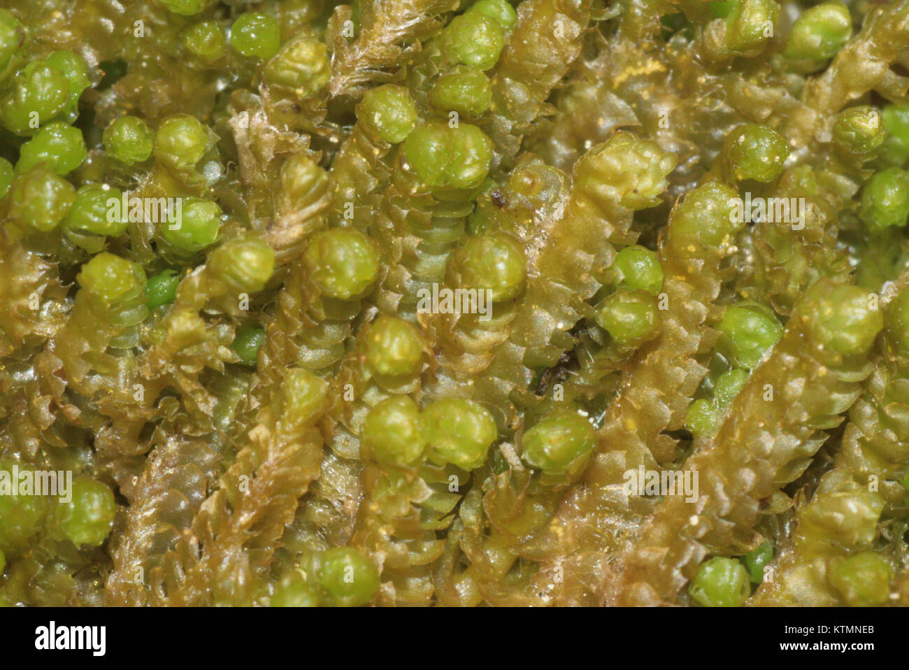 La Barbilophozia floerkei è una specie di erba livrea, una pianta non vascolare presente in ambienti umidi. Questa specie è nota per le sue preferenze ambientali specifiche e il ruolo che svolge negli ecosistemi. Foto Stock