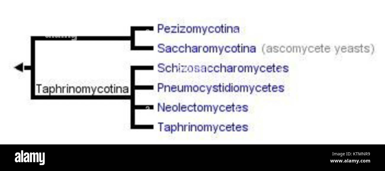 Filogenia si riferisce allo studio delle relazioni evolutive tra le specie, concentrandosi sulla loro ascendenza comune e la storia evolutiva. Foto Stock
