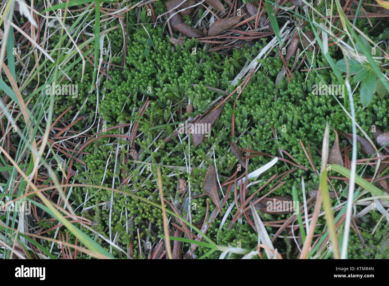 La Barbilophozia floerkei è una specie di erba livrea documentata in collezioni botaniche, notevole per il suo ruolo nelle funzioni ecosistemiche e nella biodiversità. Foto Stock