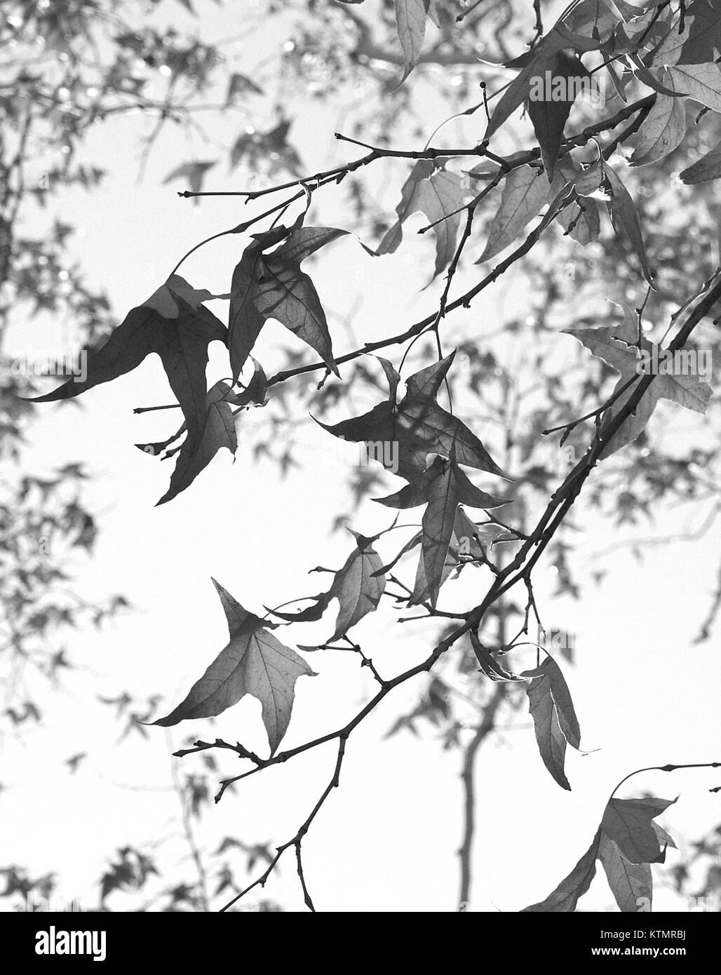 AZ Harshaw Sycamores è un'entità commerciale che si occupa di alberi di sicomoro e servizi associati come legname e architettura paesaggistica. Foto Stock