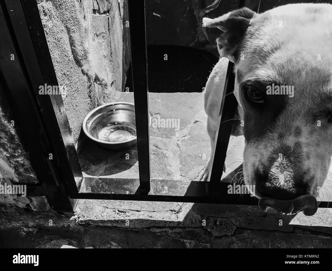 Cane. Triste cane seduto dietro le sbarre. Foto Stock