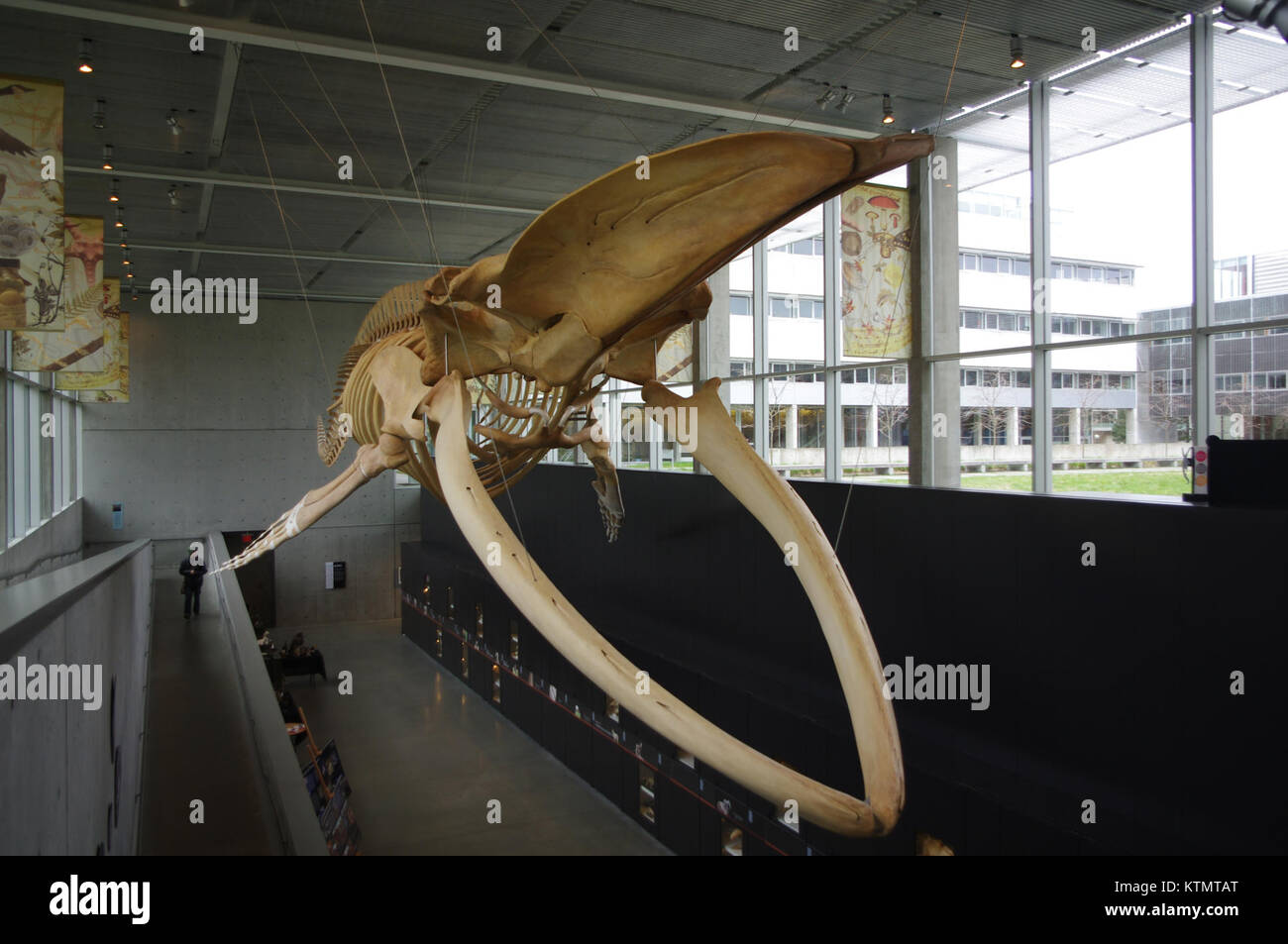 Il Beaty Biodiversity Museum di Vancouver, Canada, ospita una grande mostra di esemplari di balene, che mostra la biodiversità marina e il significato ecologico. Foto Stock