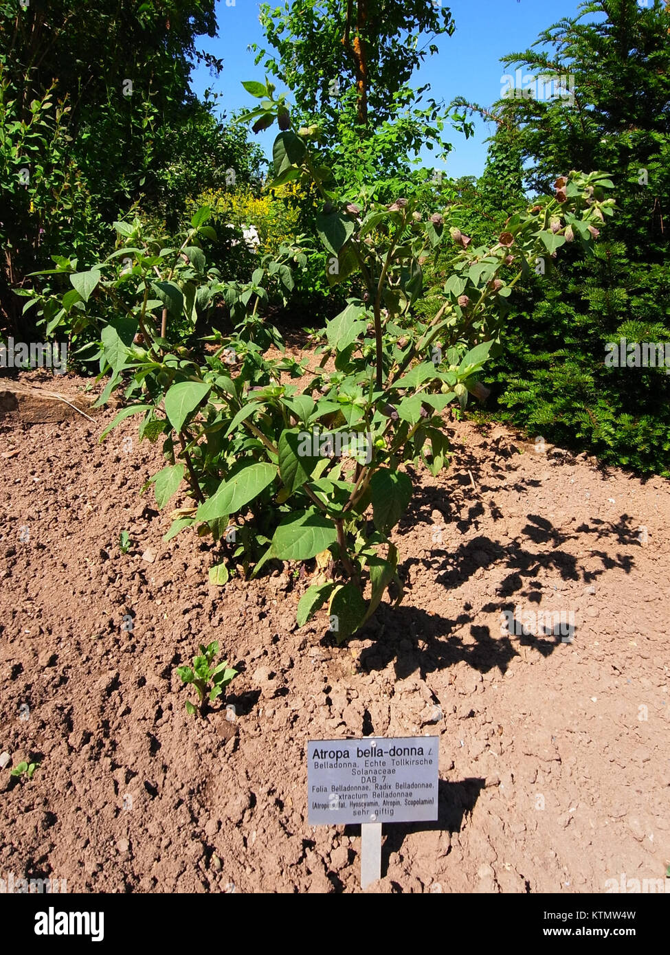 Atropa belladonna, comunemente nota come Deadly nightshade, è una pianta nota per i suoi alcaloidi tossici, che cresce nei giardini Hohenheim. Foto Stock