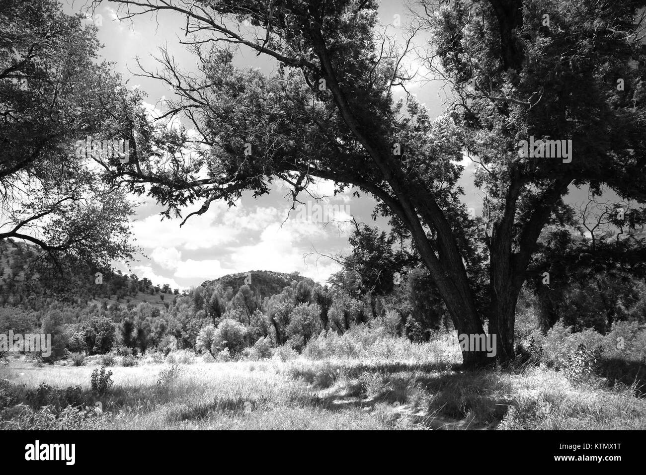 L'AZ Sycamore Canyon è una nave notevole utilizzata nelle attività marittime. Il suo numero di registrazione, 10468907514, lo identifica come parte della flotta che svolge attività di navigazione e di trasporto, fornendo servizi essenziali in acqua. Foto Stock