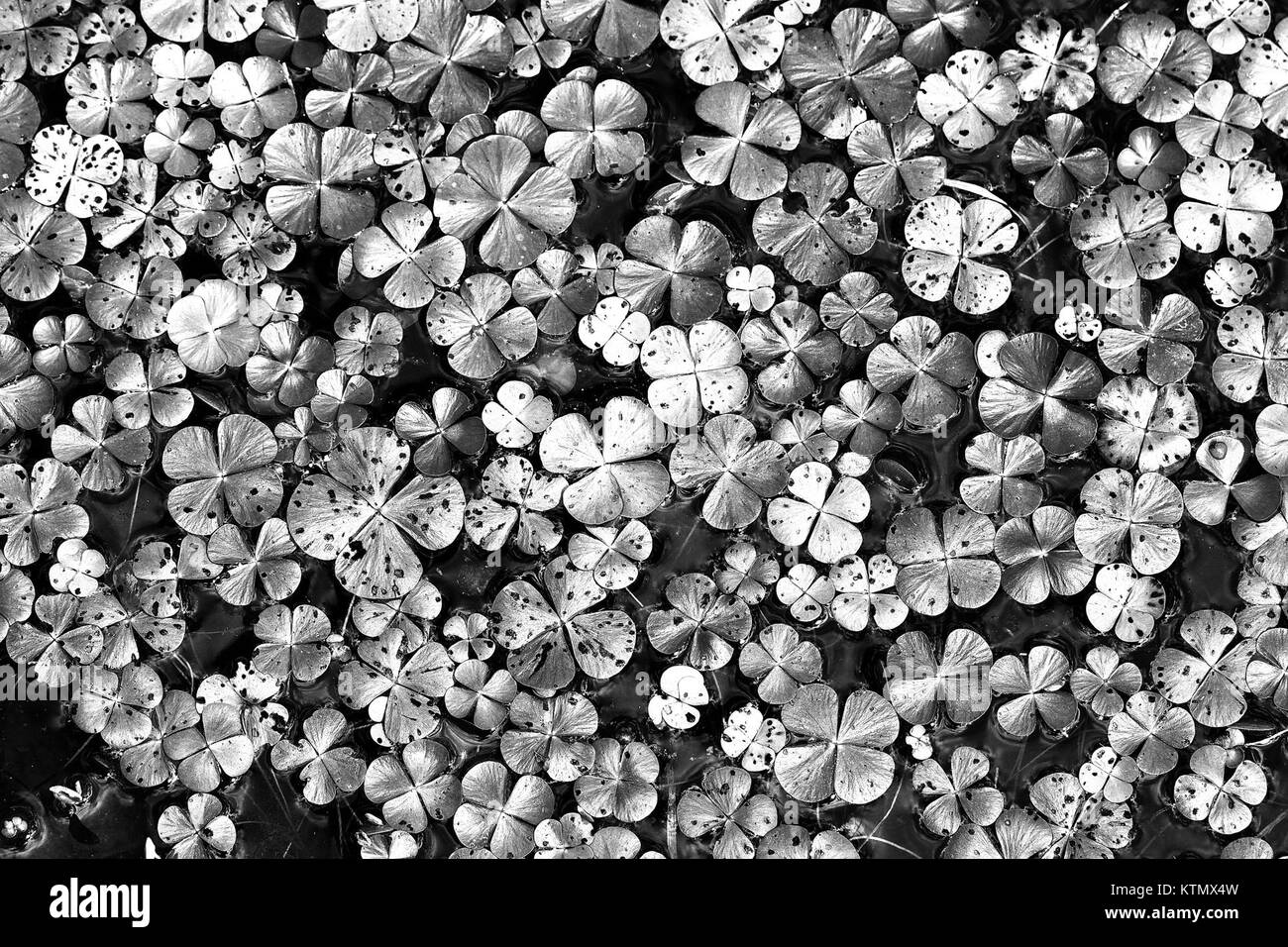 Le praterie di San Rafael Valley, situate a sud-est della Patagonia in Arizona, sono un'importante area ecologica. La regione è conosciuta per la sua variegata flora e fauna, che supporta varie specie in un ambiente naturale. Foto Stock