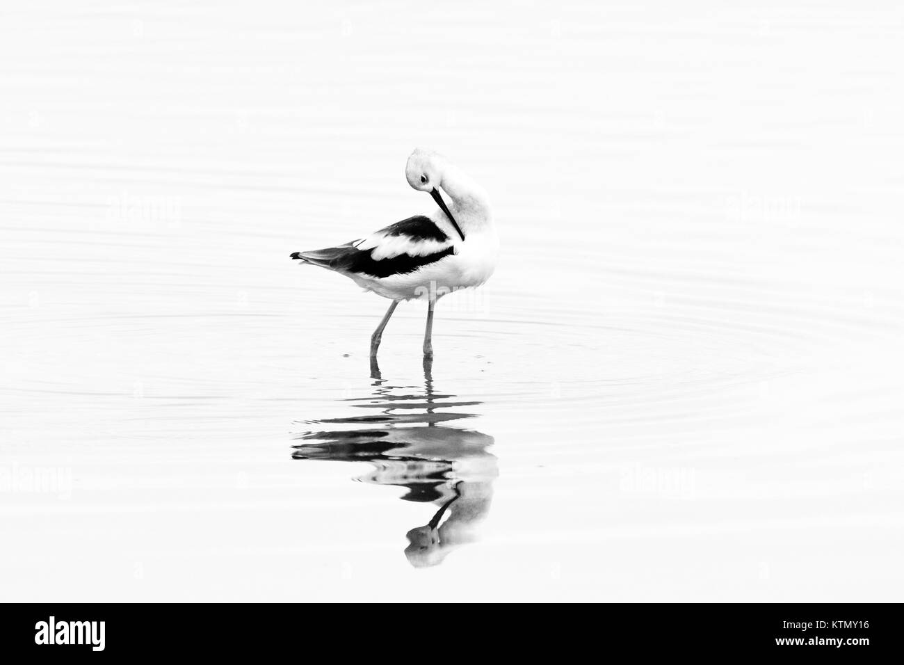 American Avocet, d'inverno il piumaggio, wading nelle acque della Baia di San Pablo National Wildlife Refuge nella California del nord. Foto Stock