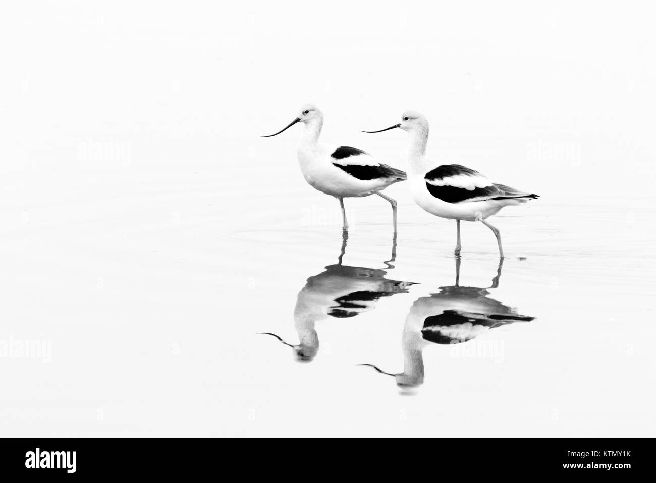 American avocette, d'inverno il piumaggio, wading nelle acque della Baia di San Pablo National Wildlife Refuge nella California del nord. Foto Stock