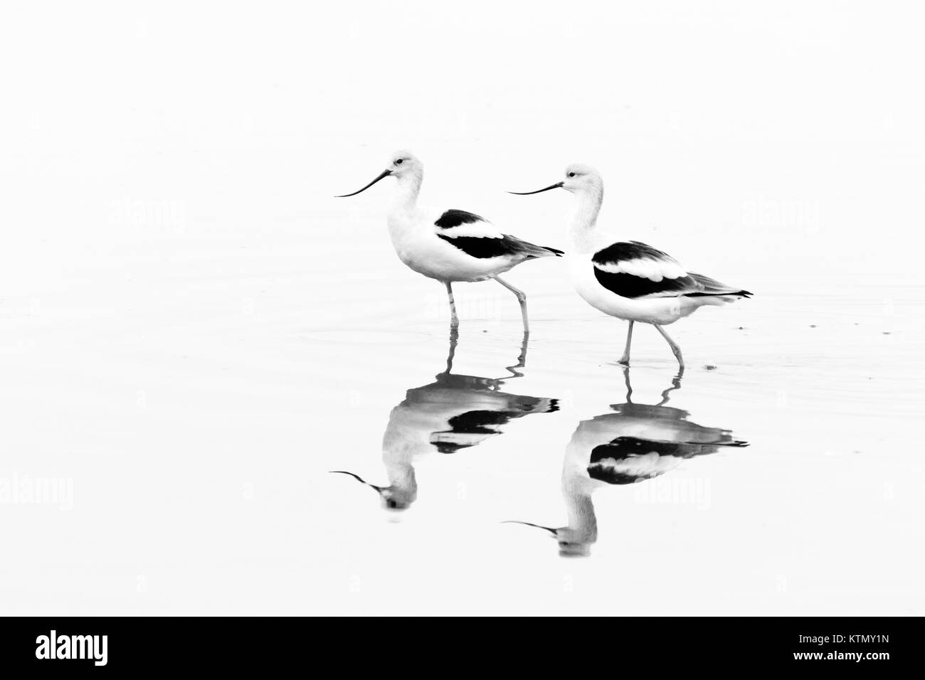 American avocette, d'inverno il piumaggio, wading nelle acque della Baia di San Pablo National Wildlife Refuge nella California del nord. Foto Stock