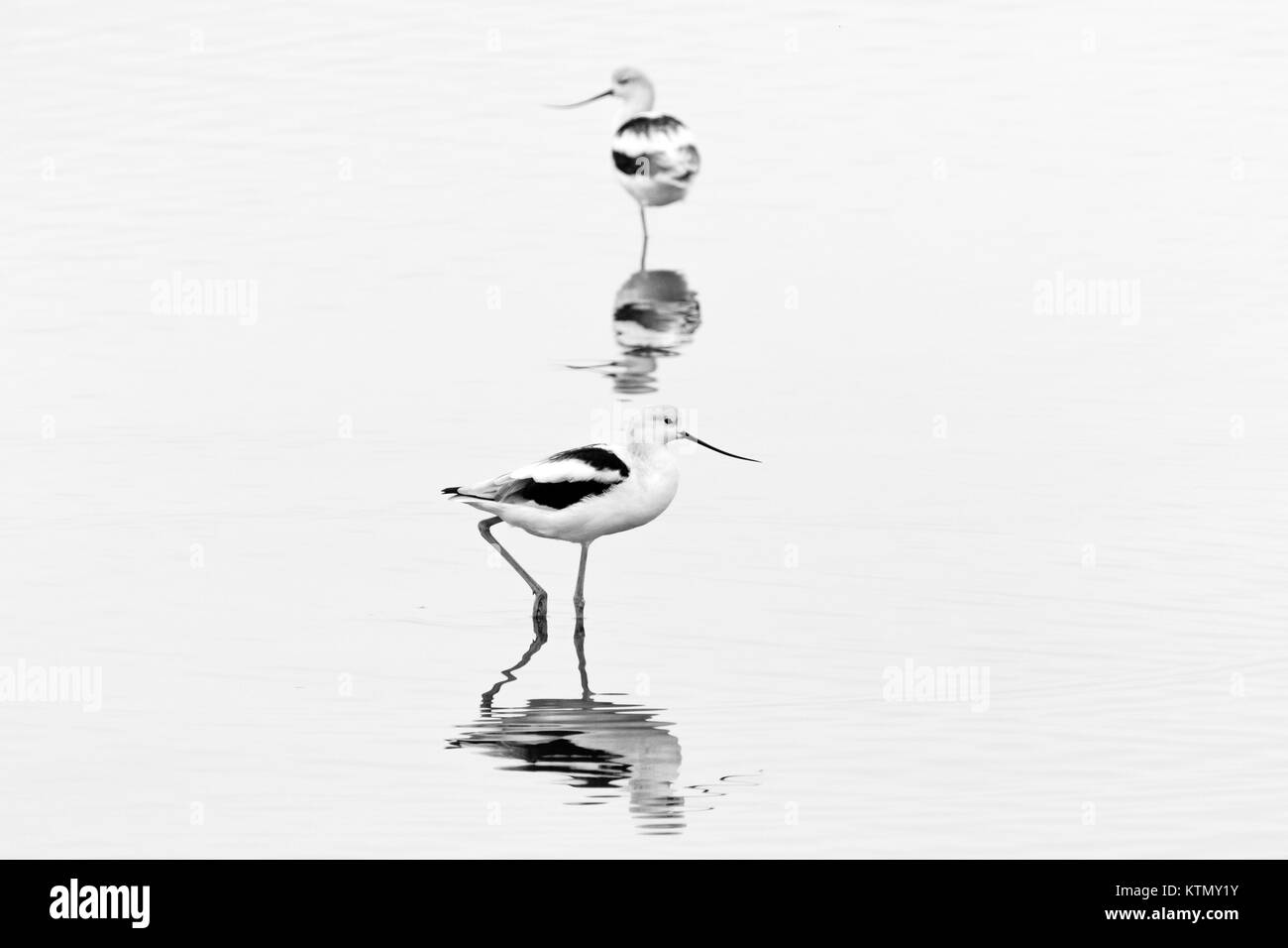 American avocette, d'inverno il piumaggio, wading nelle acque della Baia di San Pablo National Wildlife Refuge nella California del nord. Foto Stock