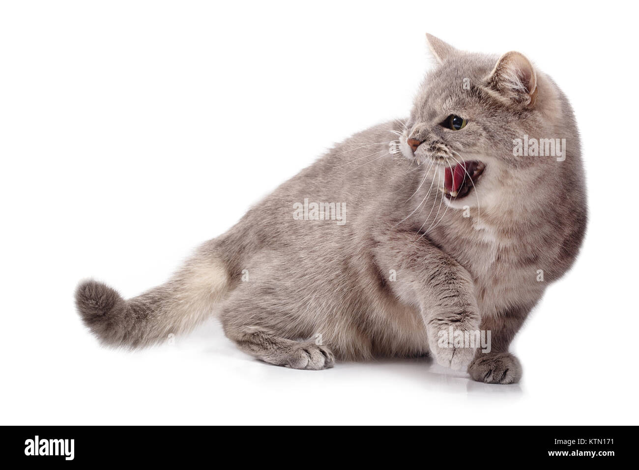 Furious arrabbiato gatto su uno sfondo bianco. Il gatto grigio ha aperto una bocca e fischi aggressivo, è pronto ad attaccare o difendere. Essa è isolata sulla Pentecoste Foto Stock