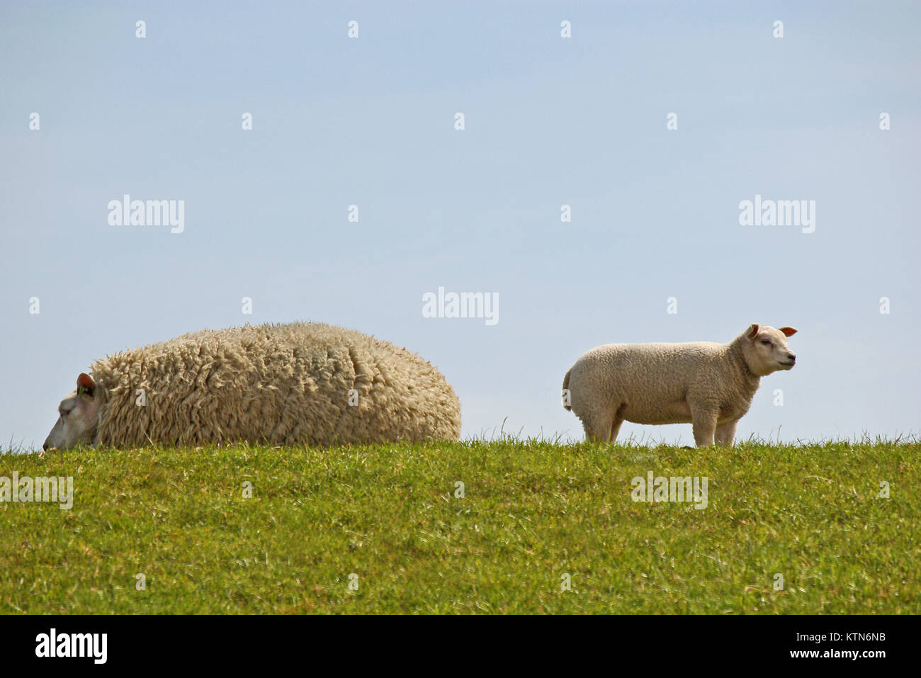 Pecora con agnello la sua sulla parte superiore di un seawall Foto Stock