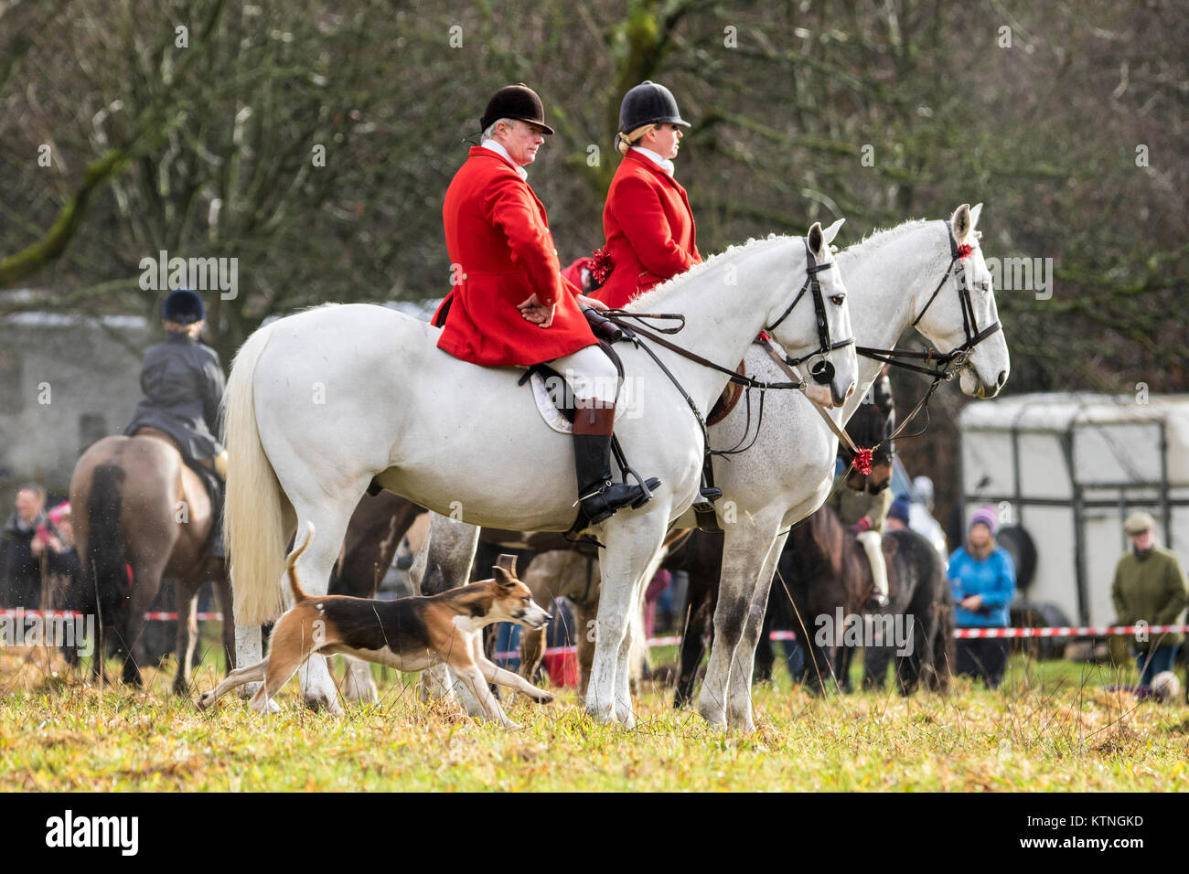 Rivington Barn, Lancashire, Regno Unito. Il 26 dicembre, 2017. Il Rivington Boxing Day Hunt, Chorley Lancashire. Il 26 dicembre 2017. Migliaia di persone partecipano al tradizionale Boxing Day Meeting di suoneria a Rivington Barn in Lancashire. La caccia con i cani è stata messa fuorilegge otto anni fa, ma molte giuridiche "caccia" ancora continuare. Cavalli e Cavalieri seguire sentieri profumati su un display del fasto e cerimonia dopo Natale. I maestri di Foxhounds associazione hanno più di 200 incontra elencati in tutto il paese, compreso l'annuale Boxing Day hunt a Horwich, vicino a Bolton. Credito: Cernan Elias/Alamy Live News Foto Stock