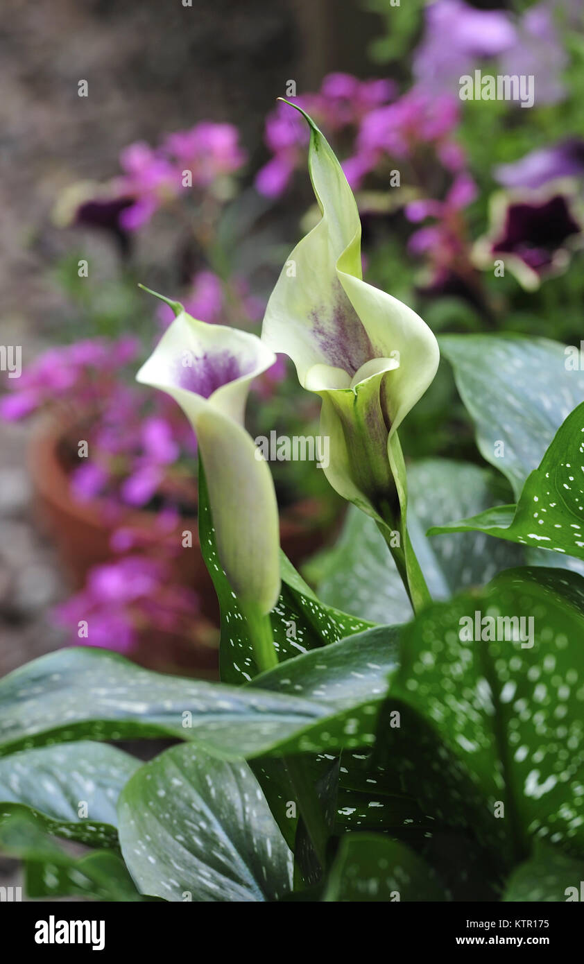 La testa della Calla Lily in stretta fino Foto Stock