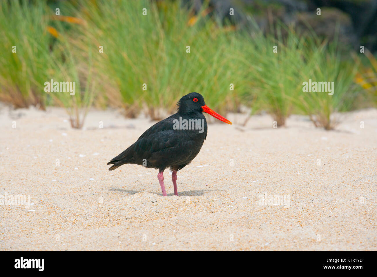 La variabile oystercatcher Haematopus unicolor Isola del Sud della Nuova Zelanda Foto Stock