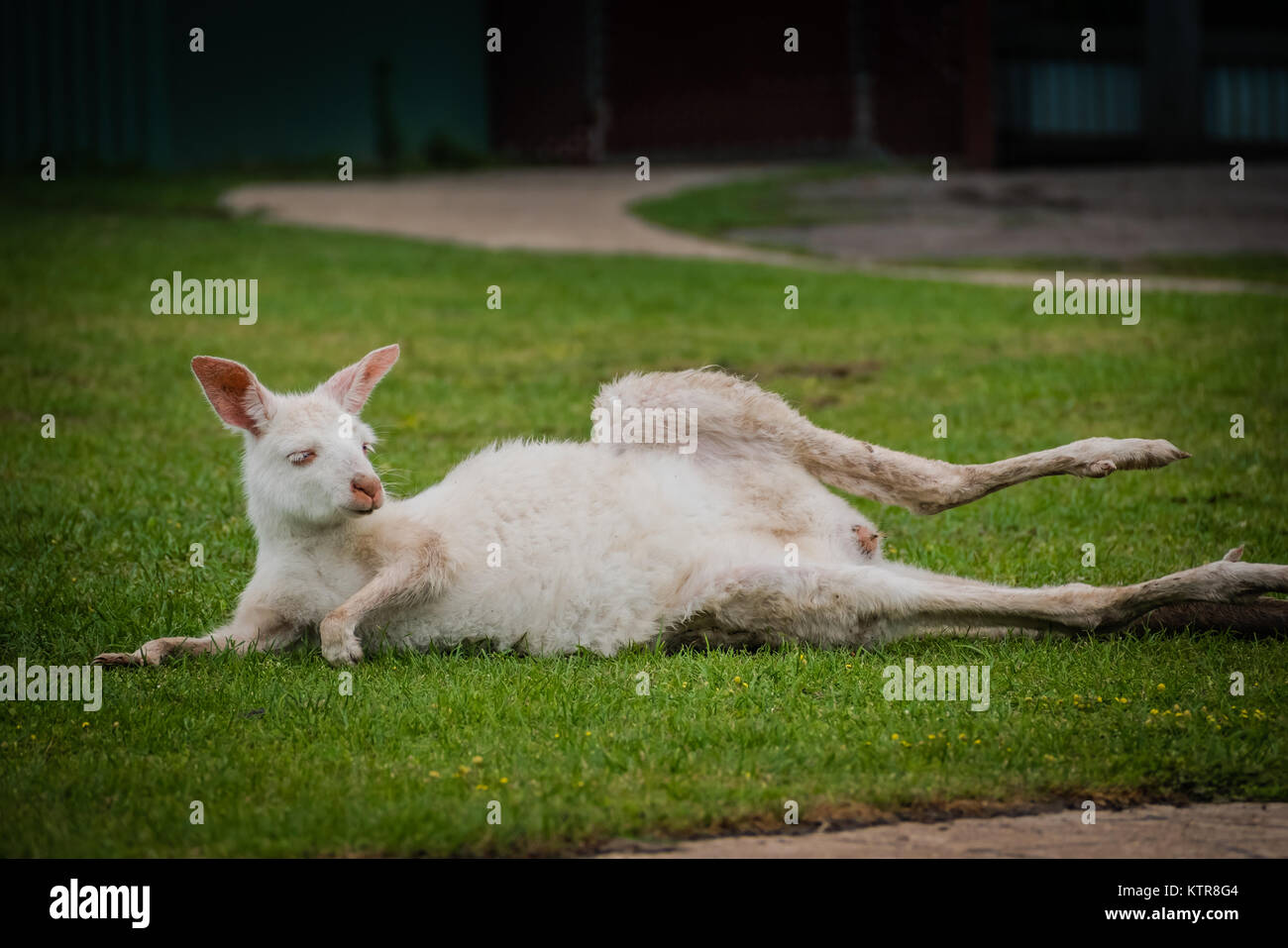 Kangaroo in uno zoo australiano Foto Stock