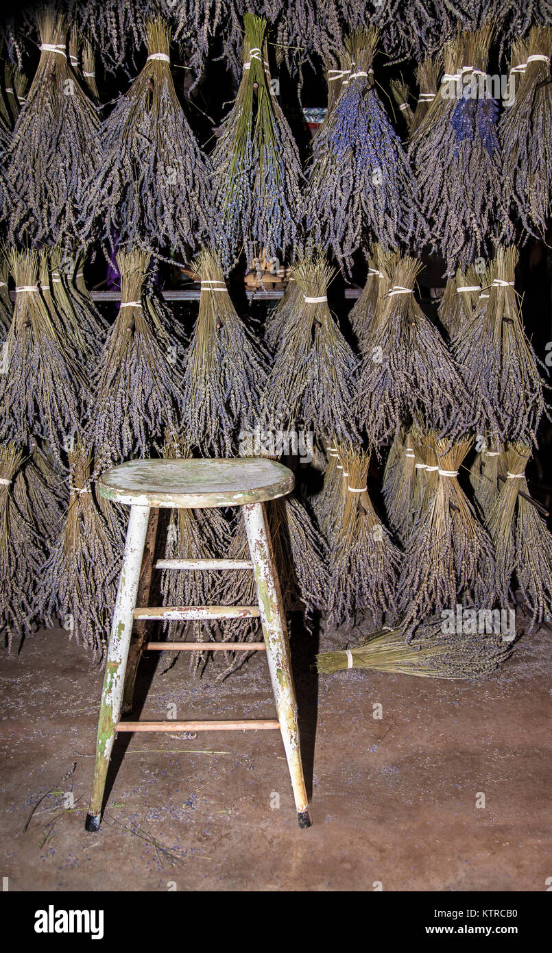 Lavanda appesa ad asciugare su un rack e uno sgabello di legno, New Jersey, USA fiori commerciali fattoria di fiori di erbe, piante appese d'annata erbe Foto Stock