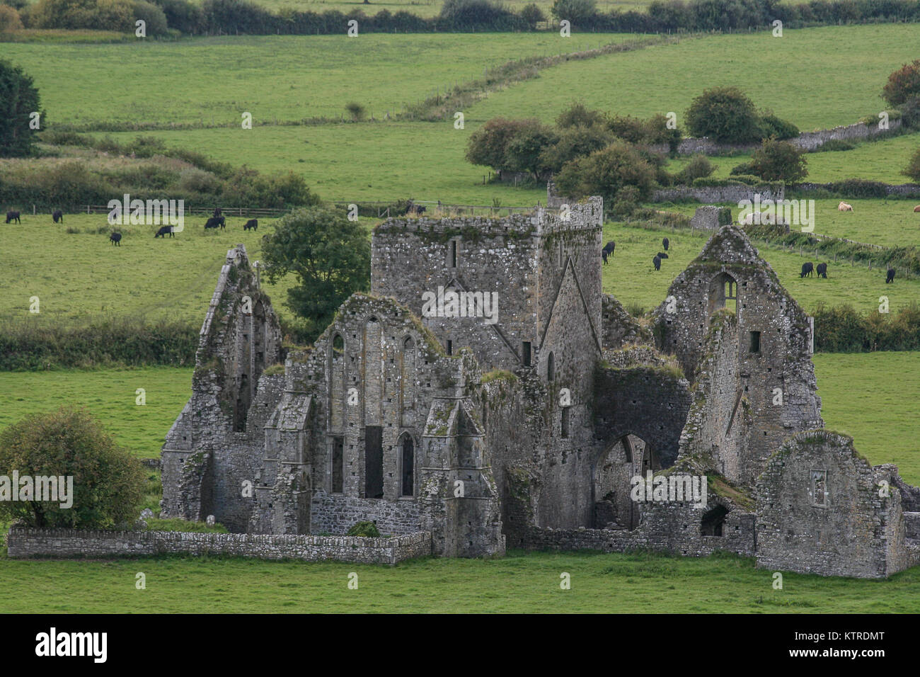 Irlandese dell antica abbazia di Cashel circondato da aziende agricole e di bestiame. Foto Stock