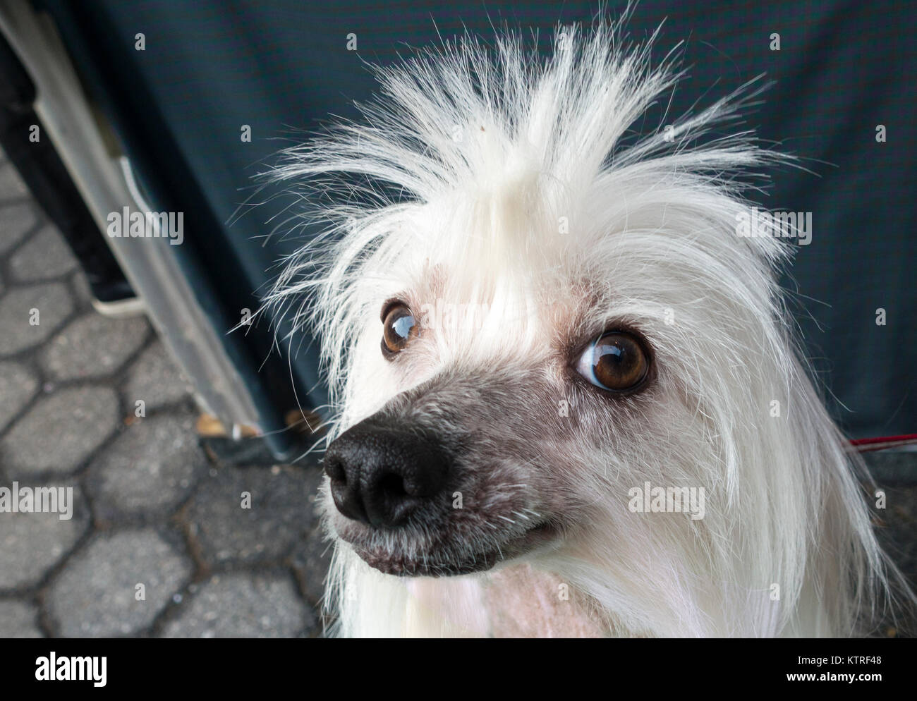 Pungenti dai capelli bianchi pooodle Foto Stock