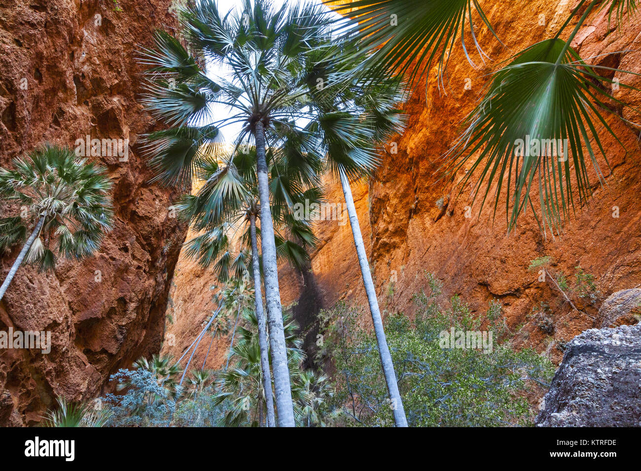 Pasticciare Bungles, Parco Nazionale di Purmululu, Kimberley, Australia: Livistona palme lungo il Mini Palms Gorge camminare in questa area del patrimonio mondiale. Foto Stock