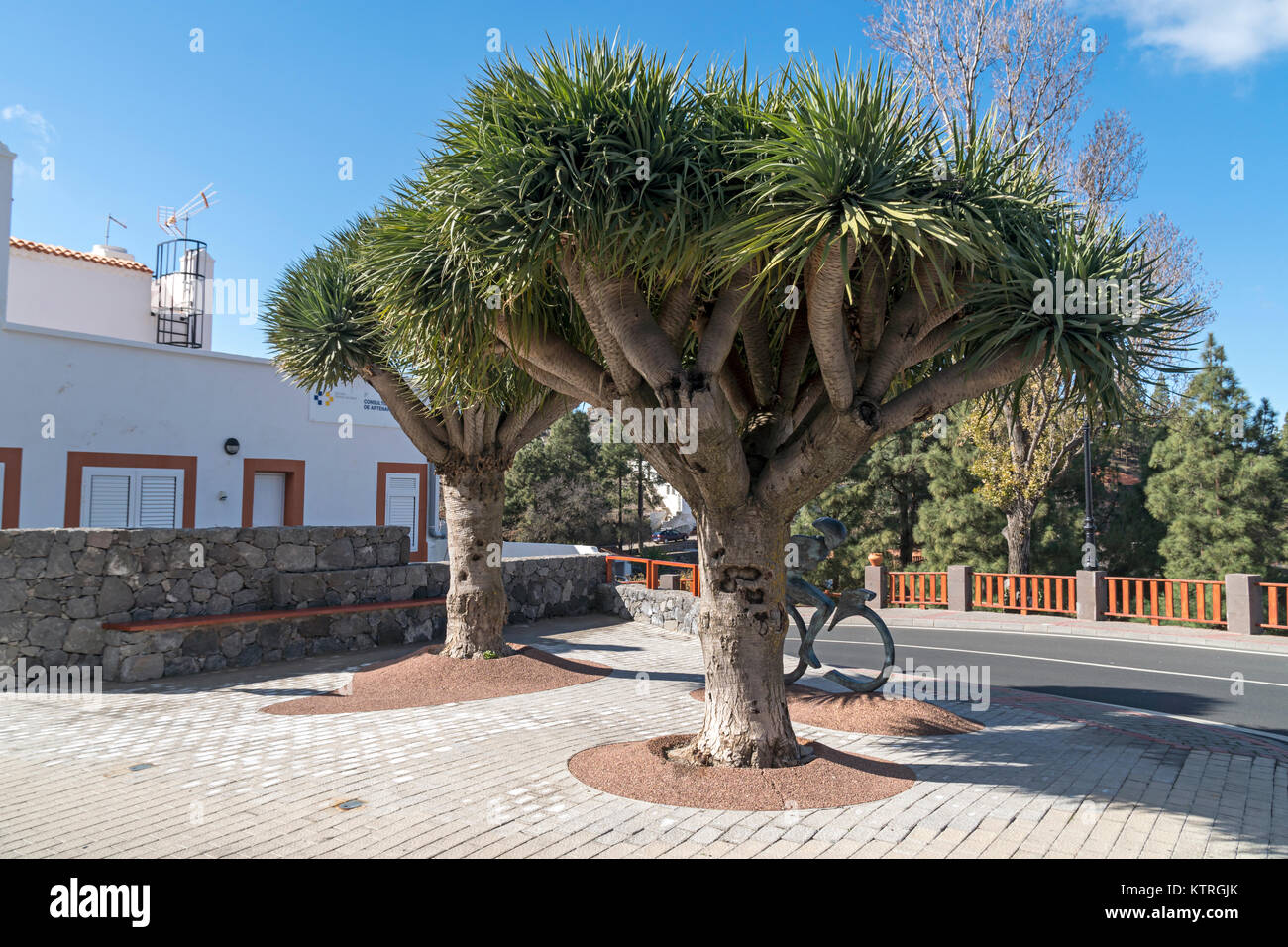 Mille Dracene Delle Canarie Di Anni - Drago Milenario, Tenerife - Foto 6
