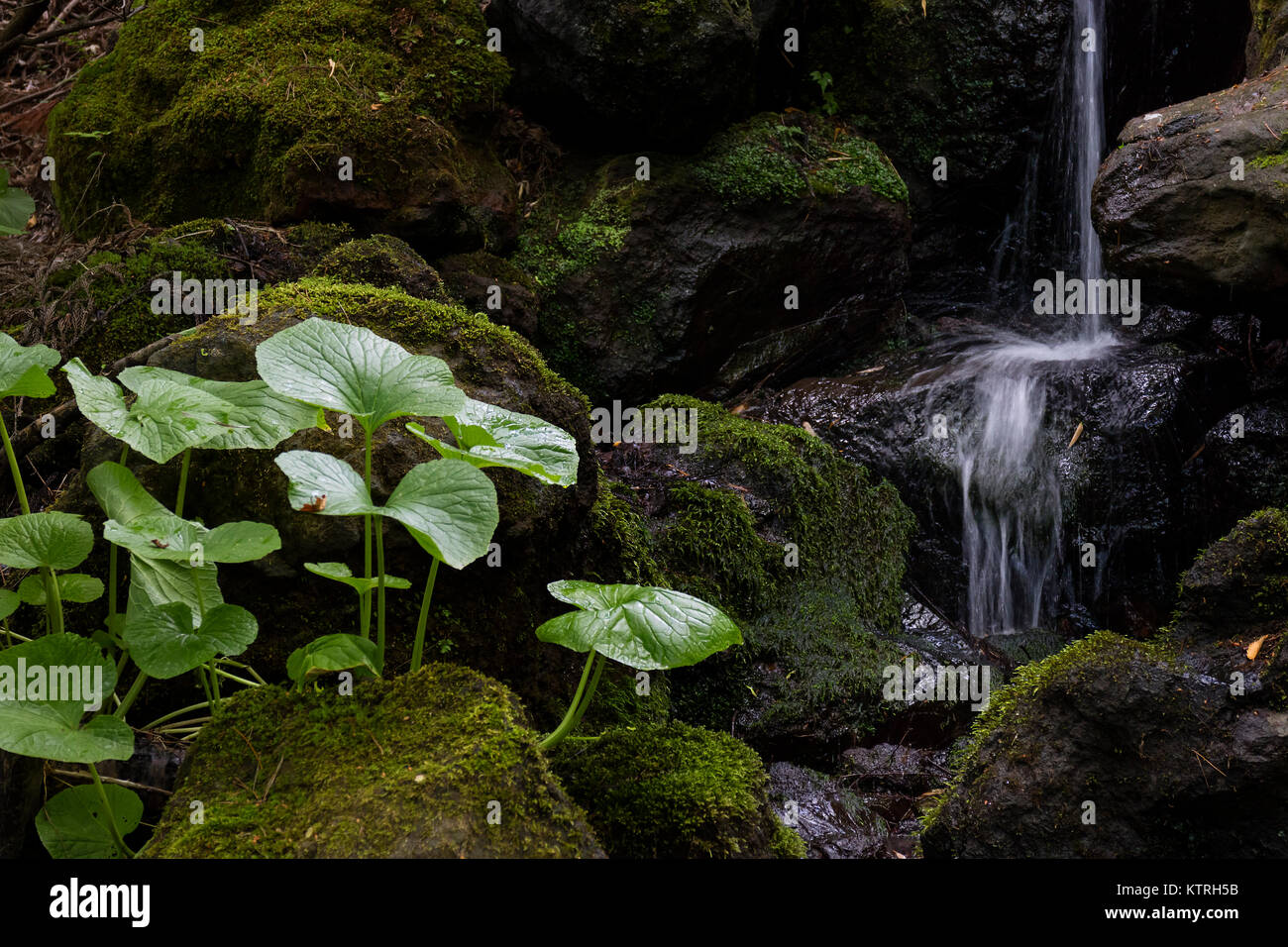 Kawaguchio - Giappone, 14 Giugno 2017: Giardino intorno Itchiku Kubota Art Museum in Fuji cinque laghi area in primavera con cascata e wasabi piante Foto Stock